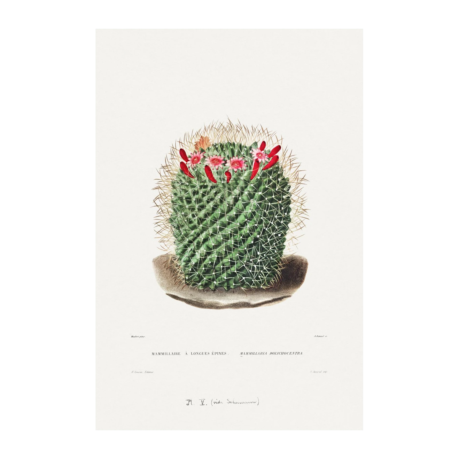 Vintage Cactus Wall Art Wall Art