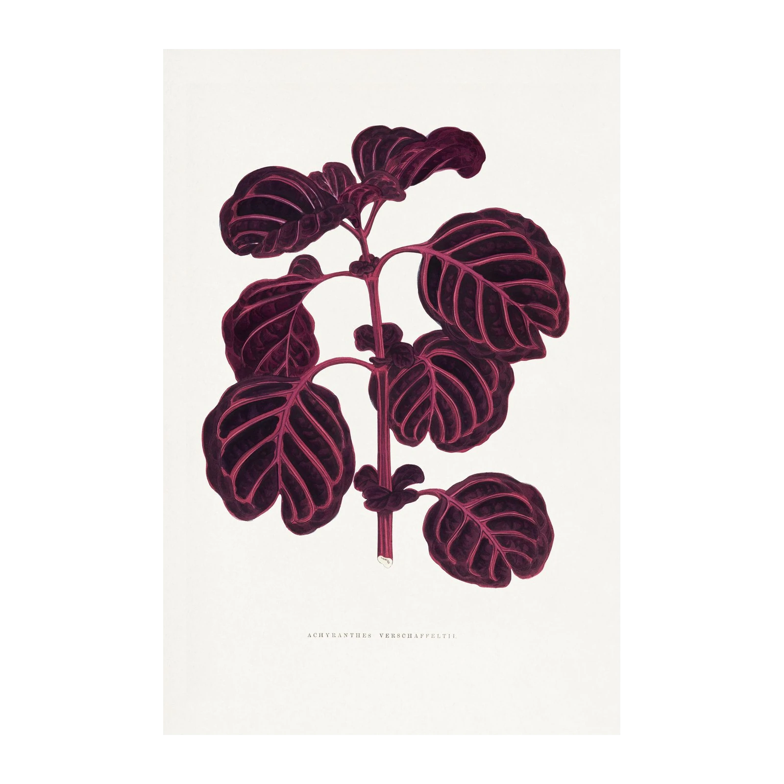 Deep Purple Botanical Plant Art Wall Art