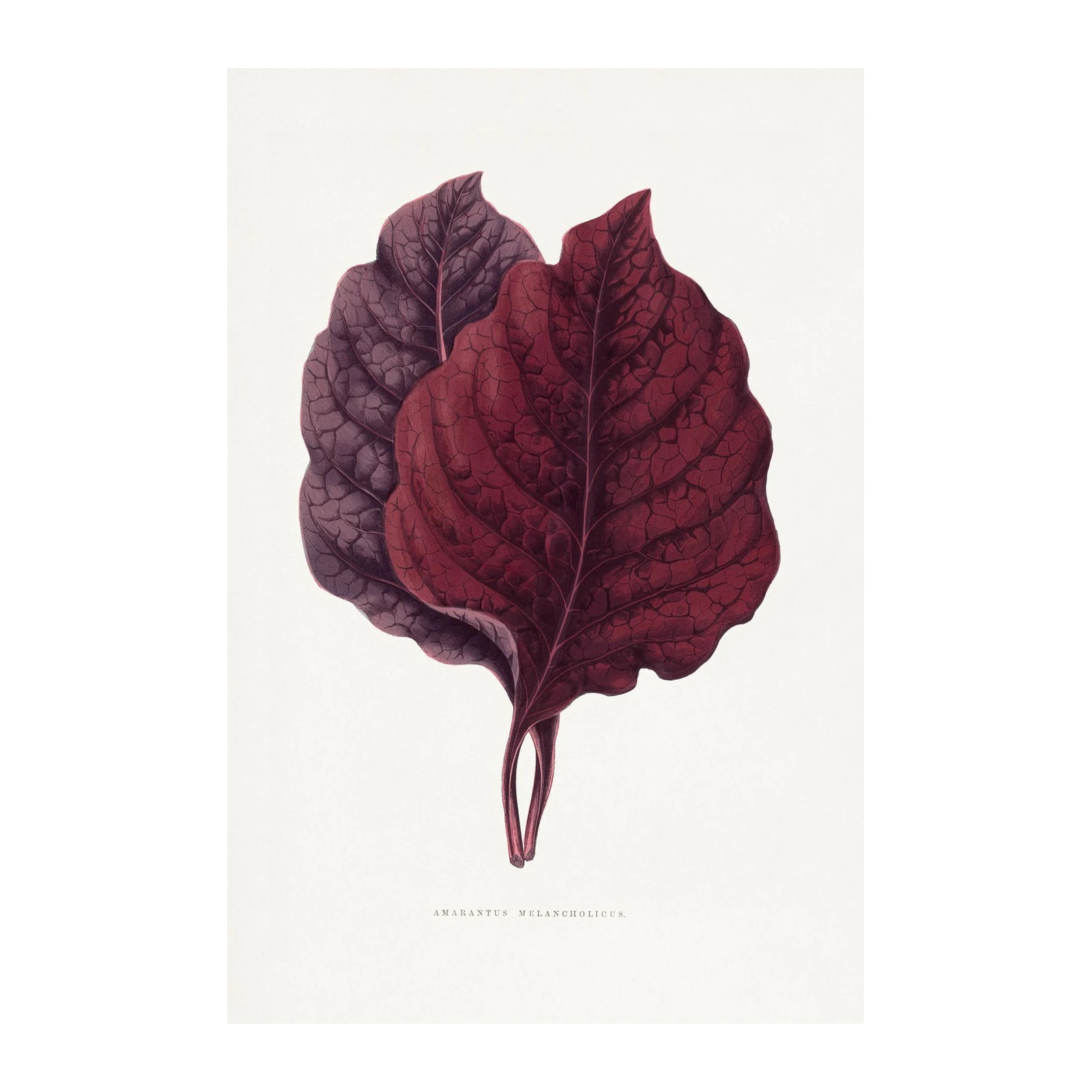 Deep Red Botanical Amaranthus Wall Art