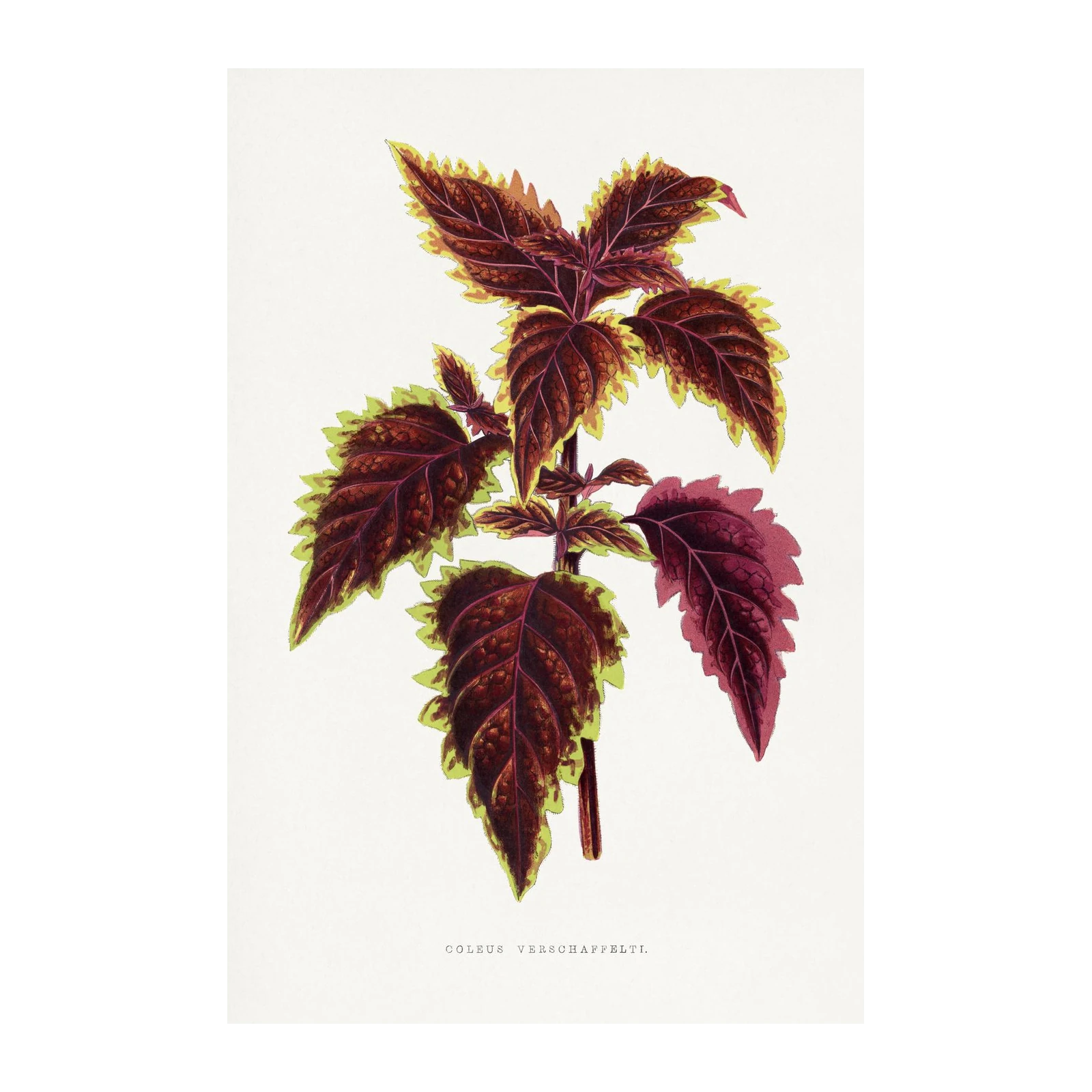 Vintage Coleus Verschaffelti Botanical Wall Art