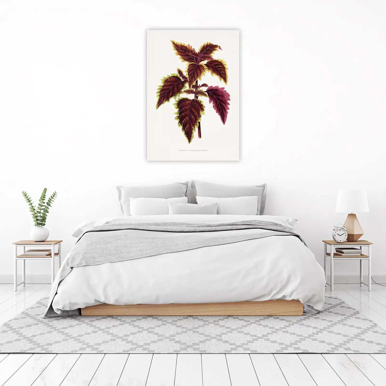 Vintage Coleus Verschaffelti Botanical Wall Art