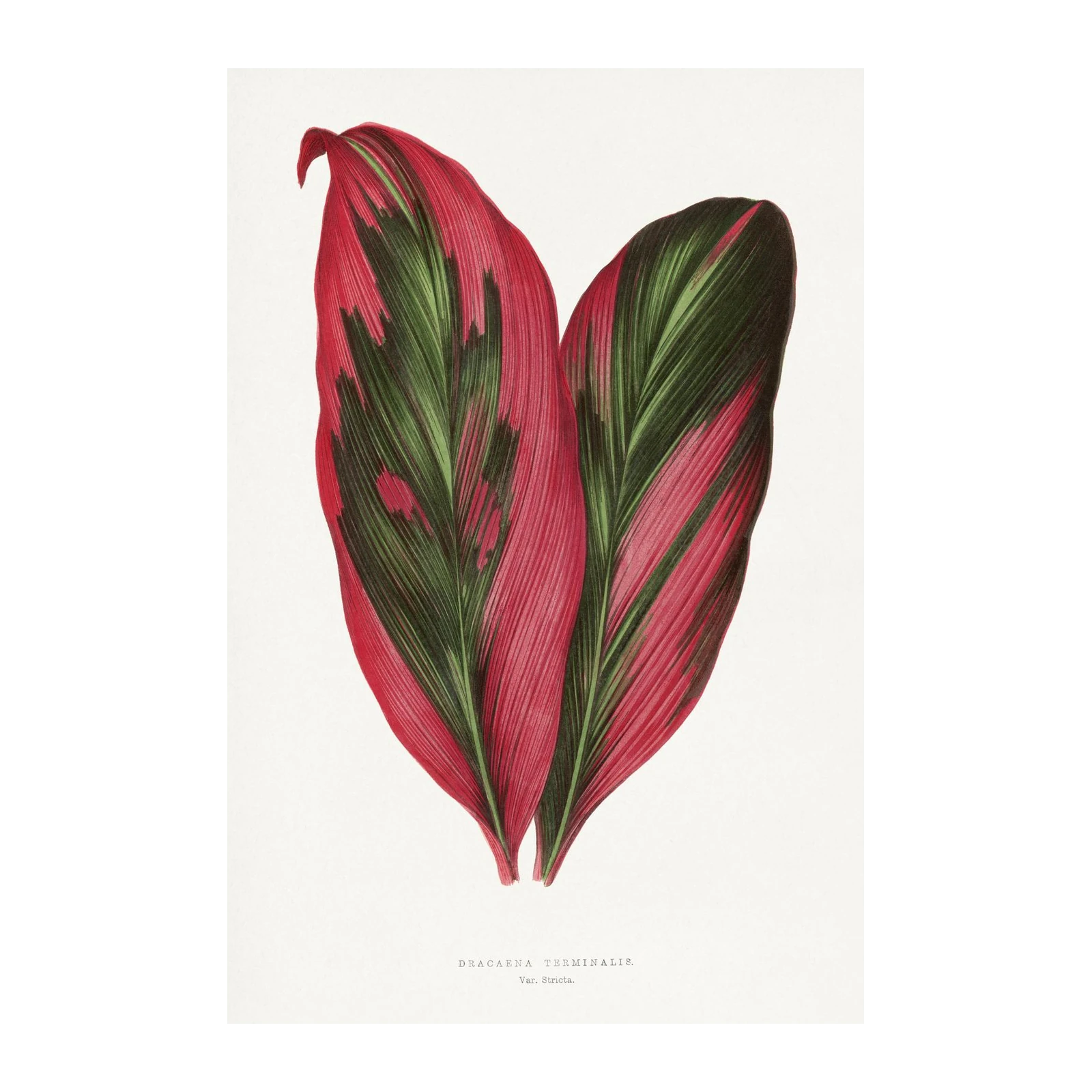 Vibrant Tropical Leaves Botanical Wall Art