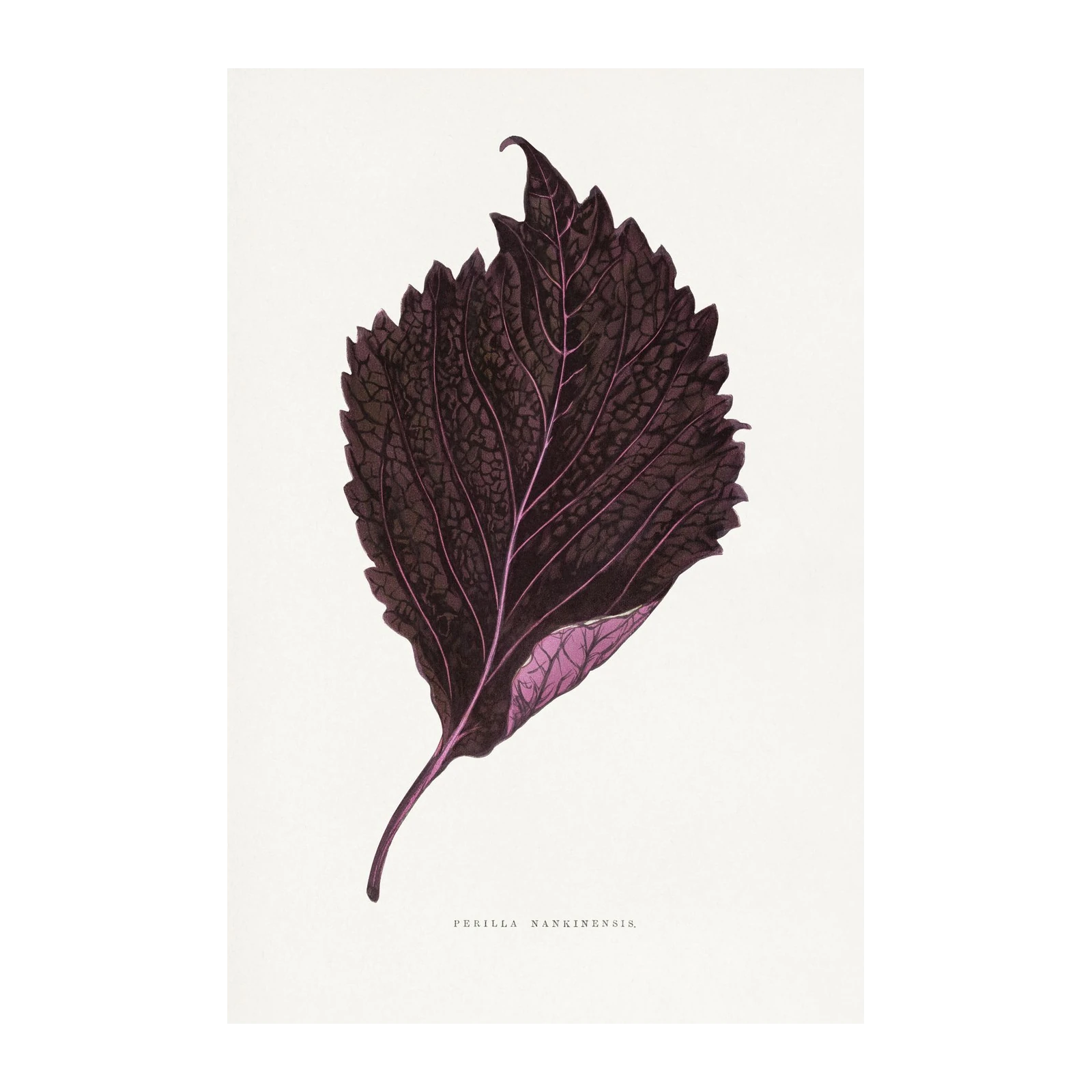 Vintage Botanical Perilla Leaf Wall Art