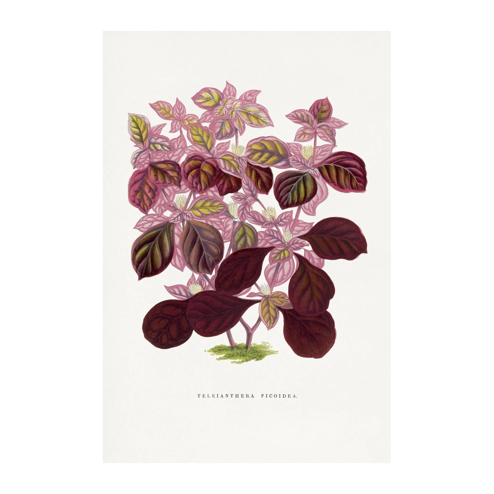 Vintage Botanical Plant Art Wall Art