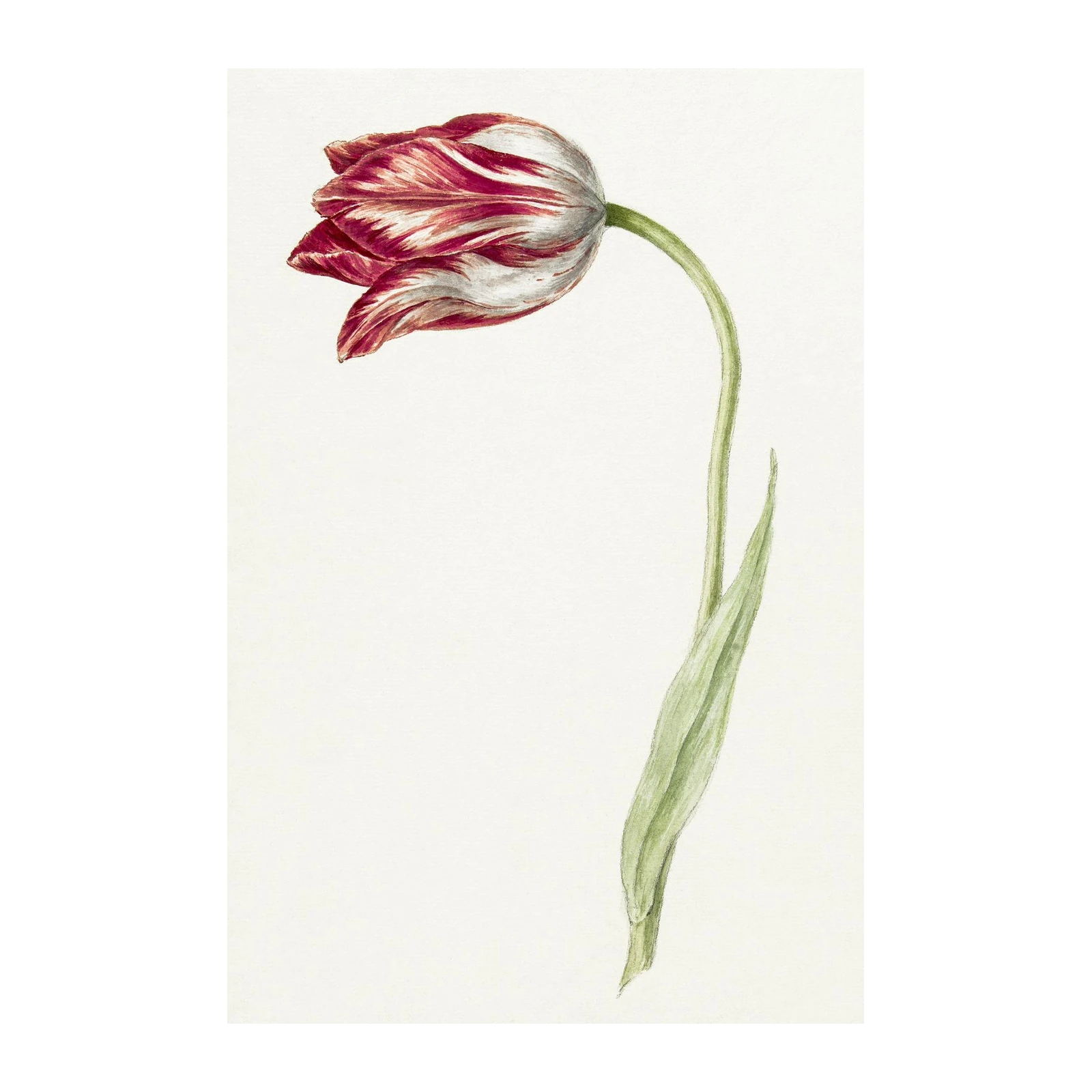 Vintage Red Striped Tulip Botanical Wall Art
