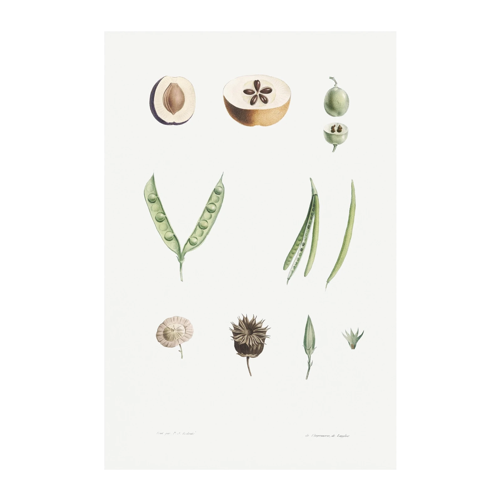 Vintage Botanical Fruit & Seed Wall Art