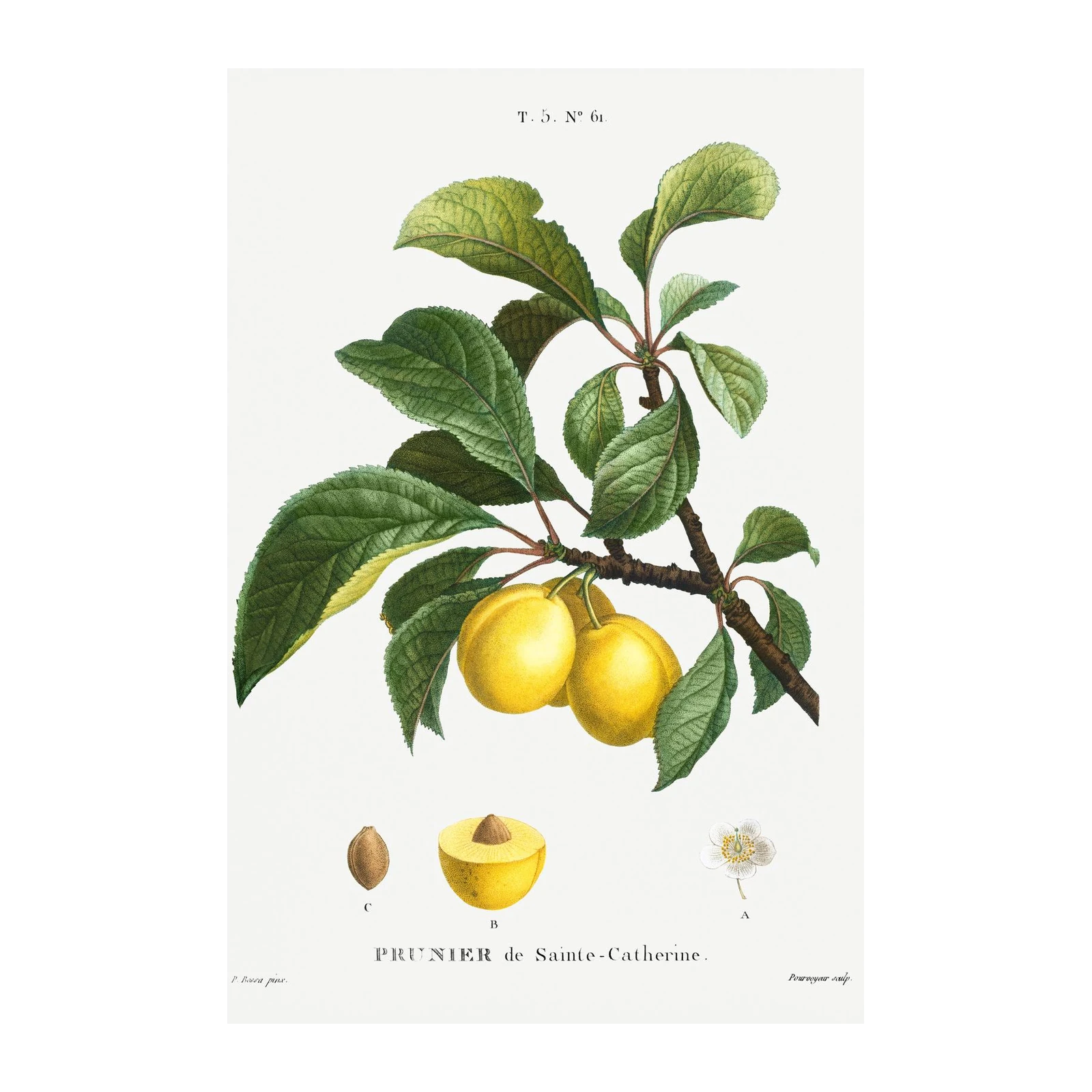 Vintage Botanical Plum Prunier de Sainte-Catherine Wall Art