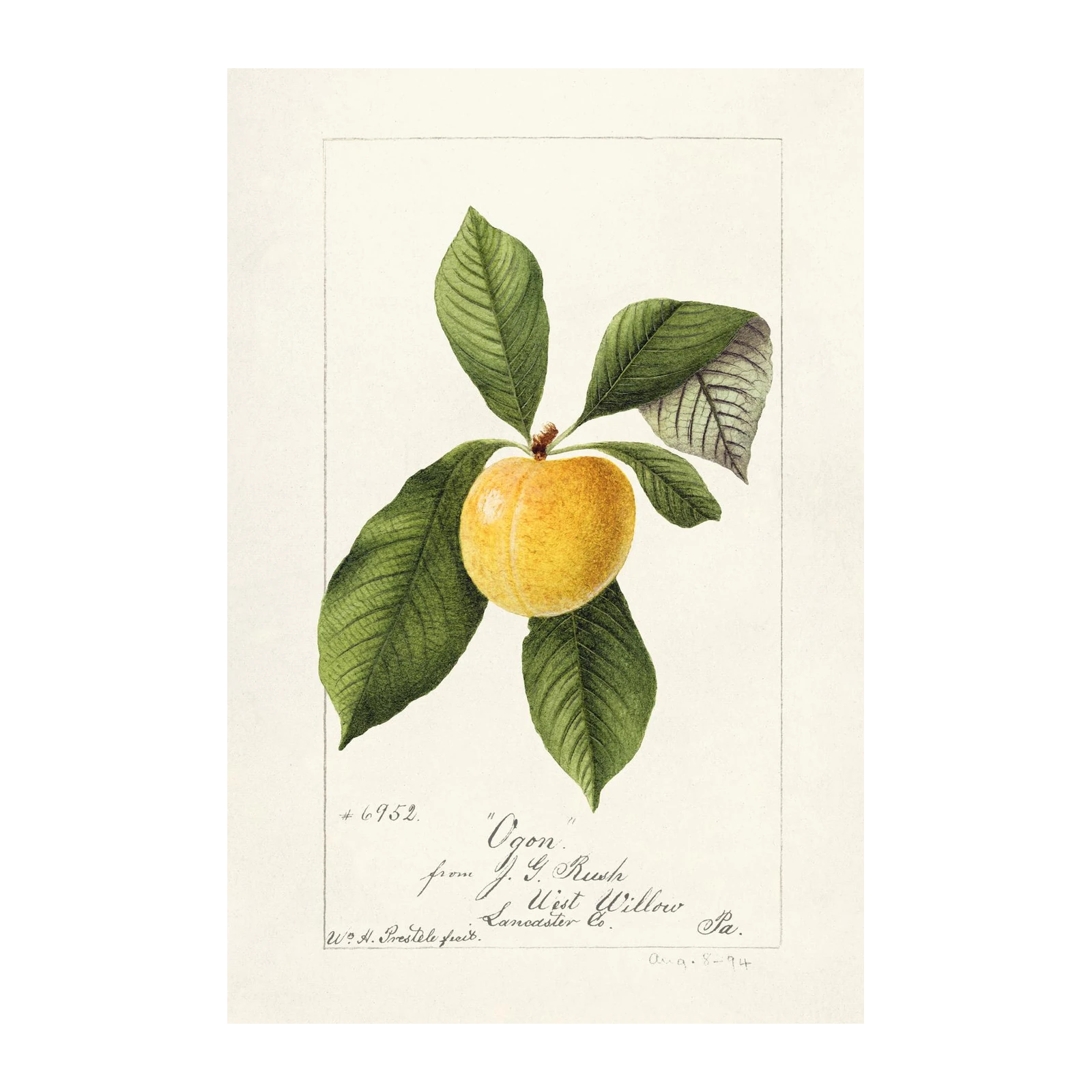 Vintage Yellow Plum Botanical Art Wall Art