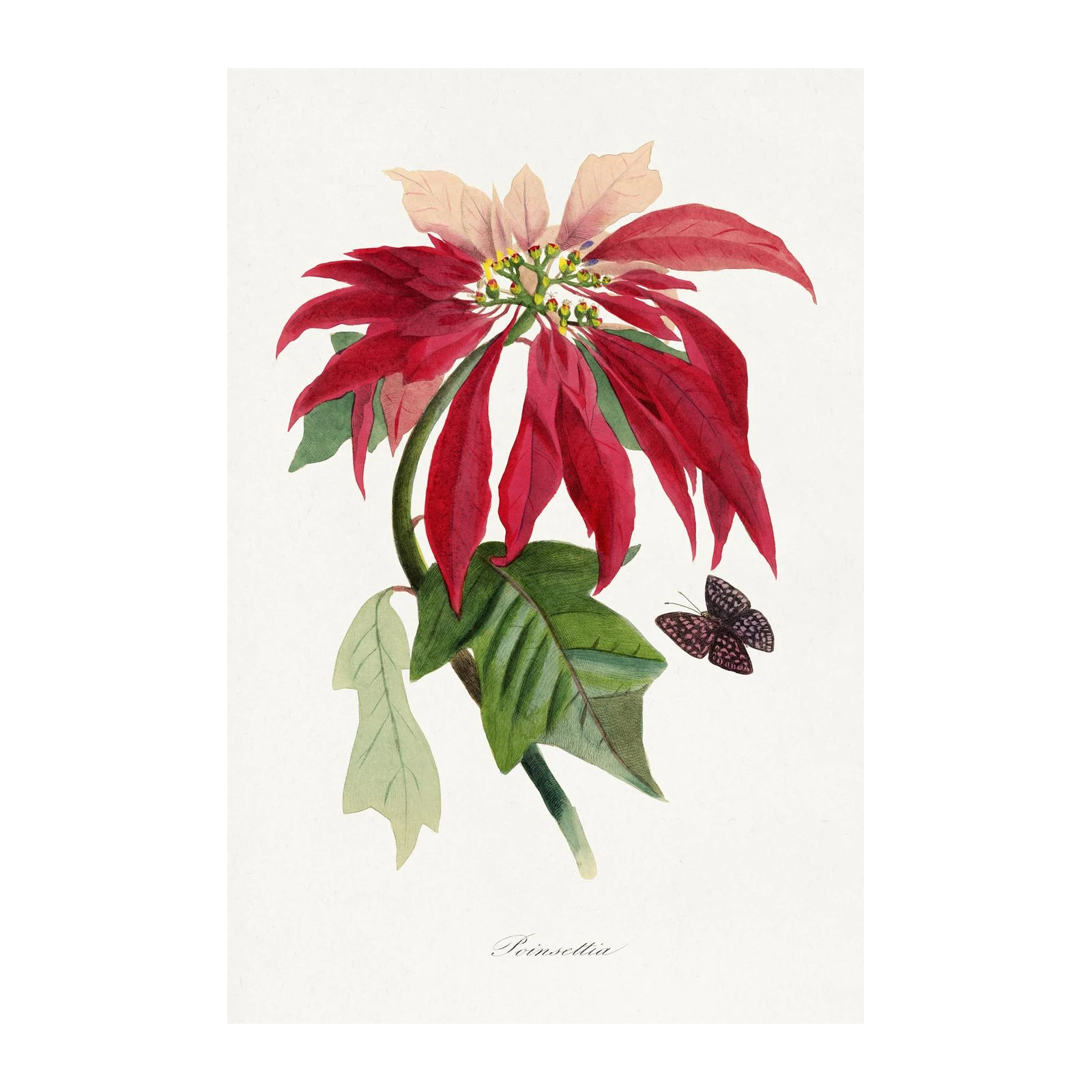 Vintage Poinsettia Botanical Wall Art Wall Art