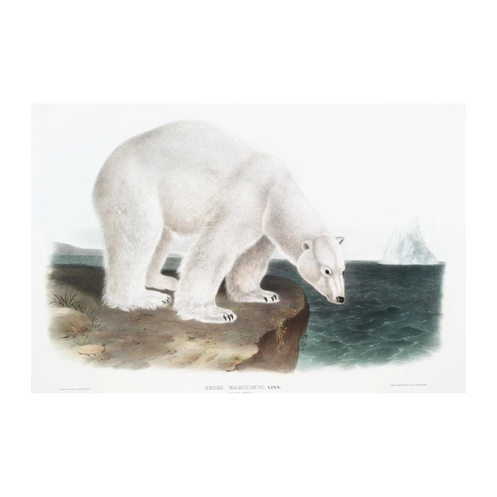 Majestic Polar Bear Arctic Nature Wall Art