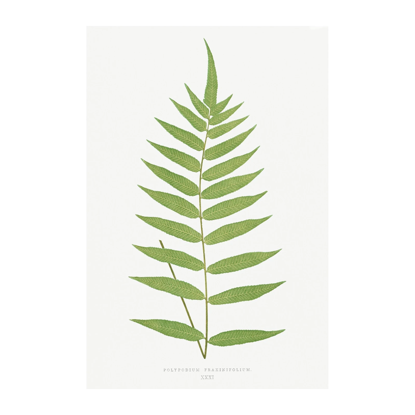 Elegant Fern Leaf Botanical Art Wall Art