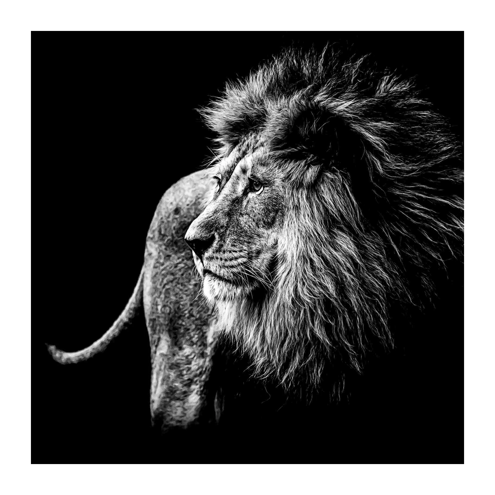 Majestic Lion Profile B&W Wall Art