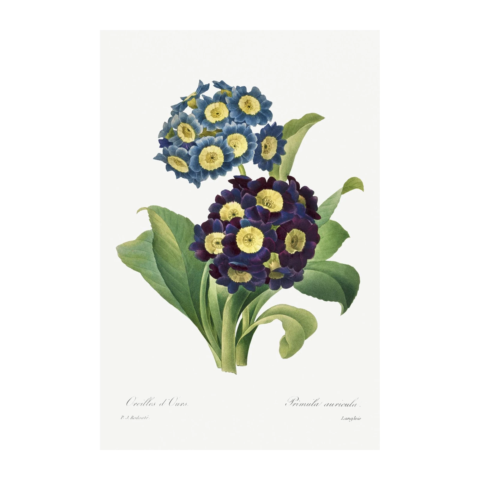 Vintage Blue & Purple Primrose Floral Art Wall Art