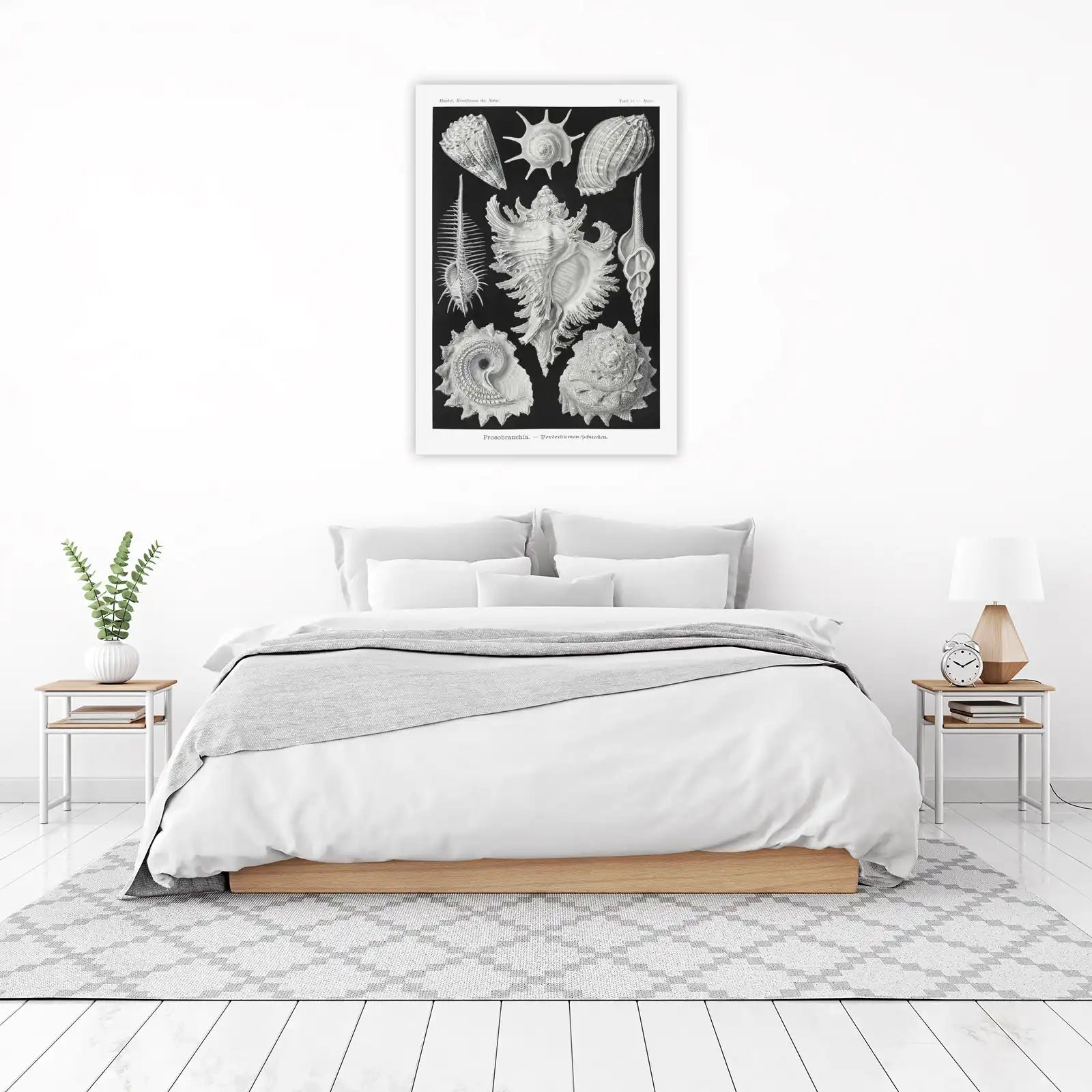 Vintage Seashells Lithograph Wall Art