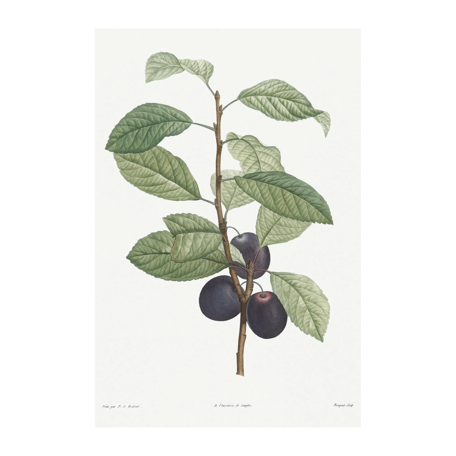 Vintage Plum Botanical Art Wall Art