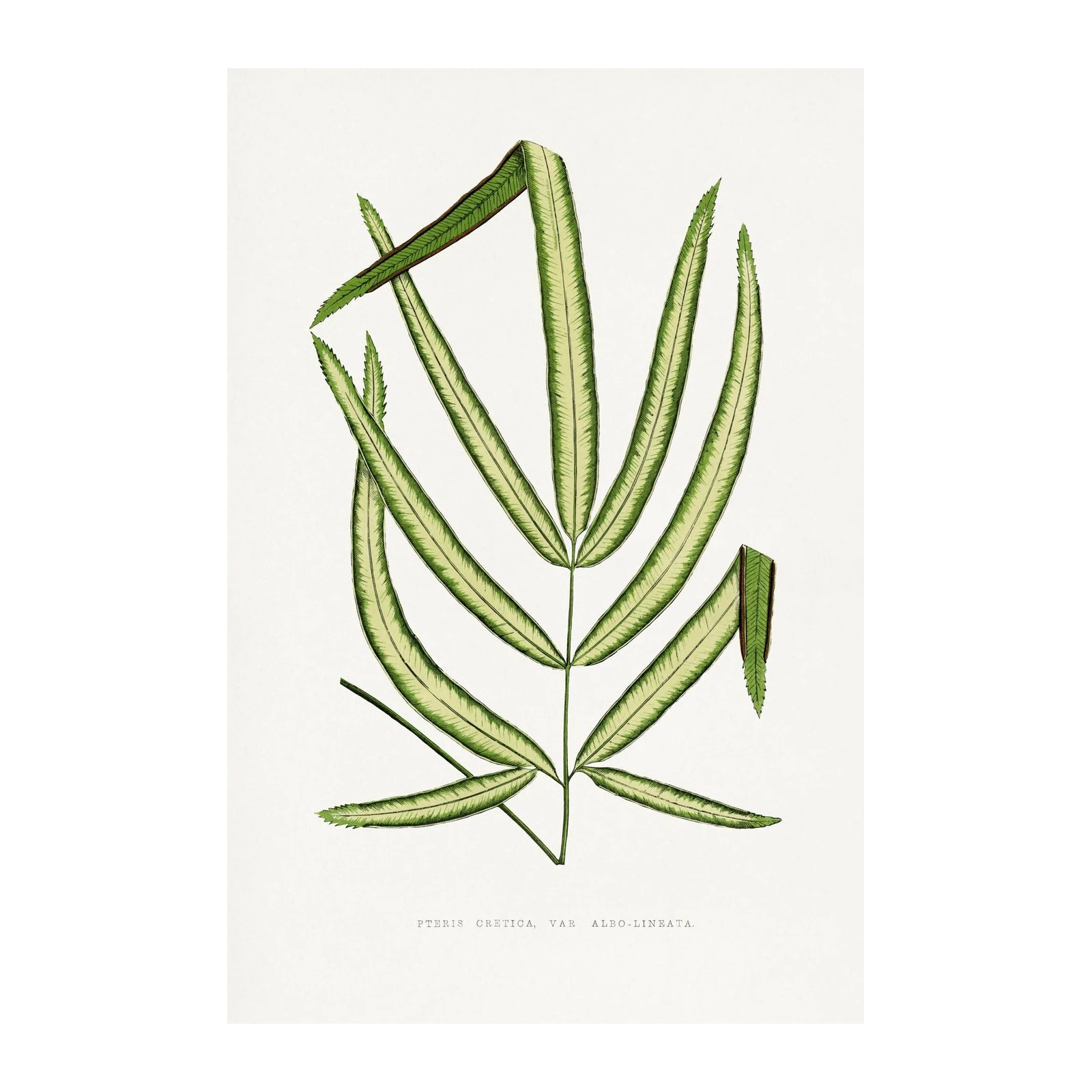 Pteris Cretica Albo Lineata Fern Botanical Wall Art