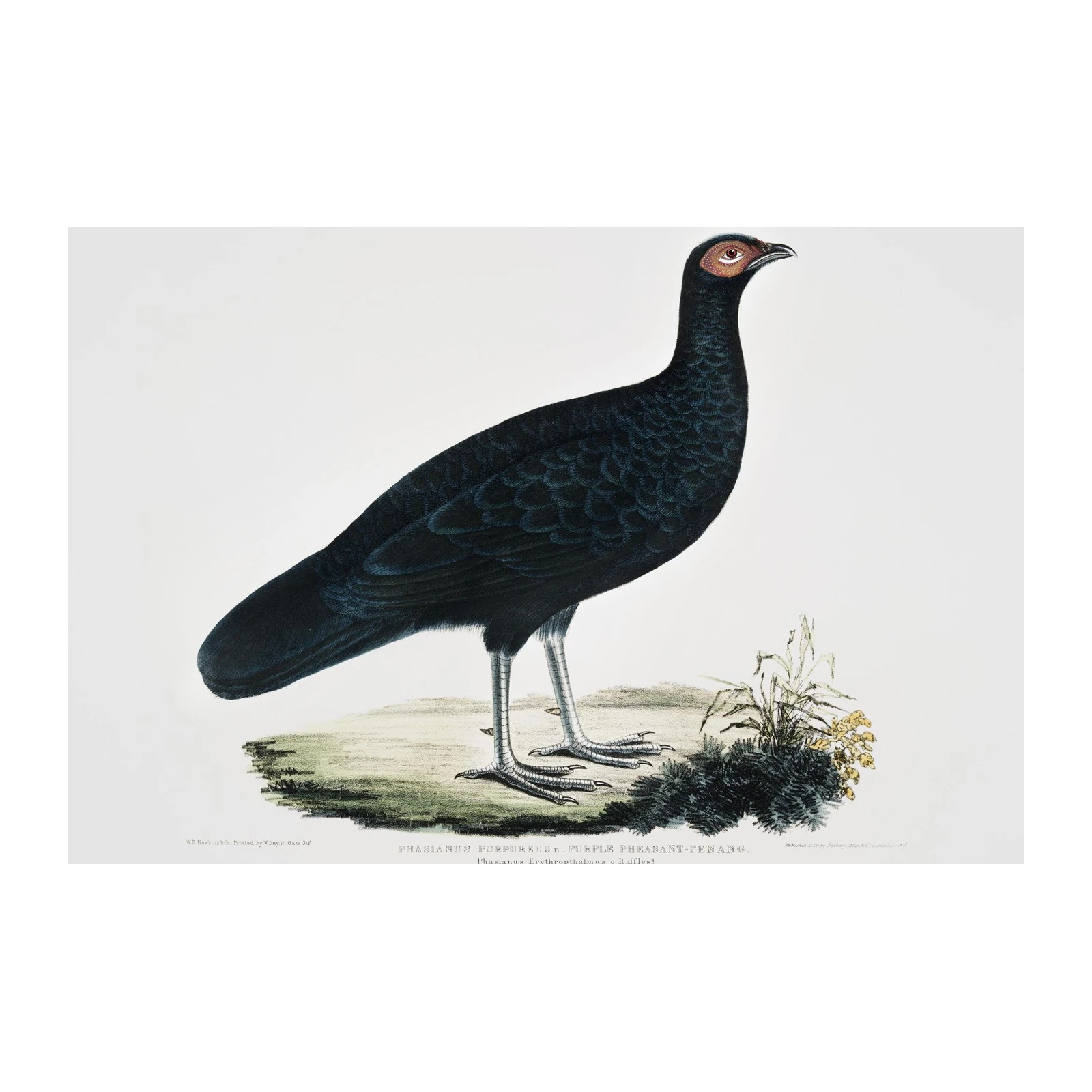 Exotic Purple Pheasant Vintage Bird Art Wall Art