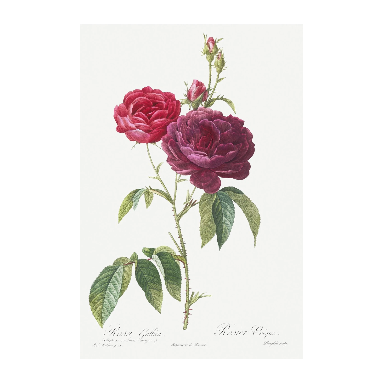 Vintage Red & Purple Roses Botanical Wall Art