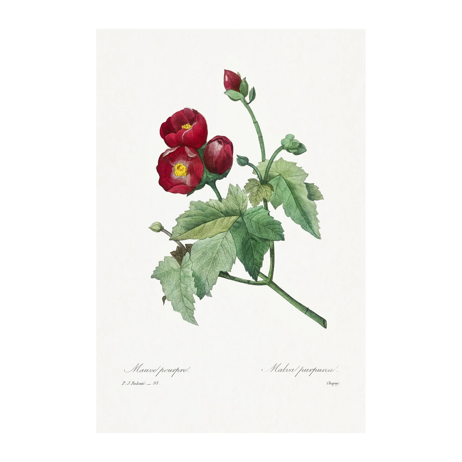 Red Malva Botanical Art Wall Art