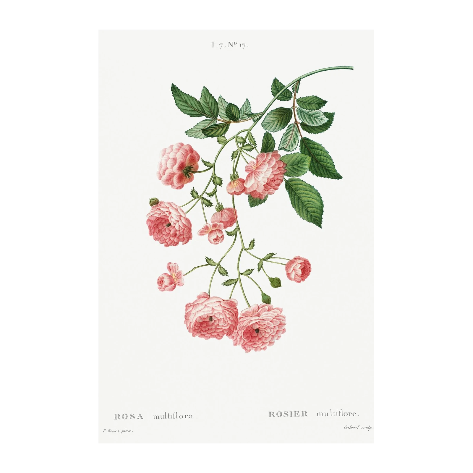 Vintage Pink Roses Botanical Art Wall Art