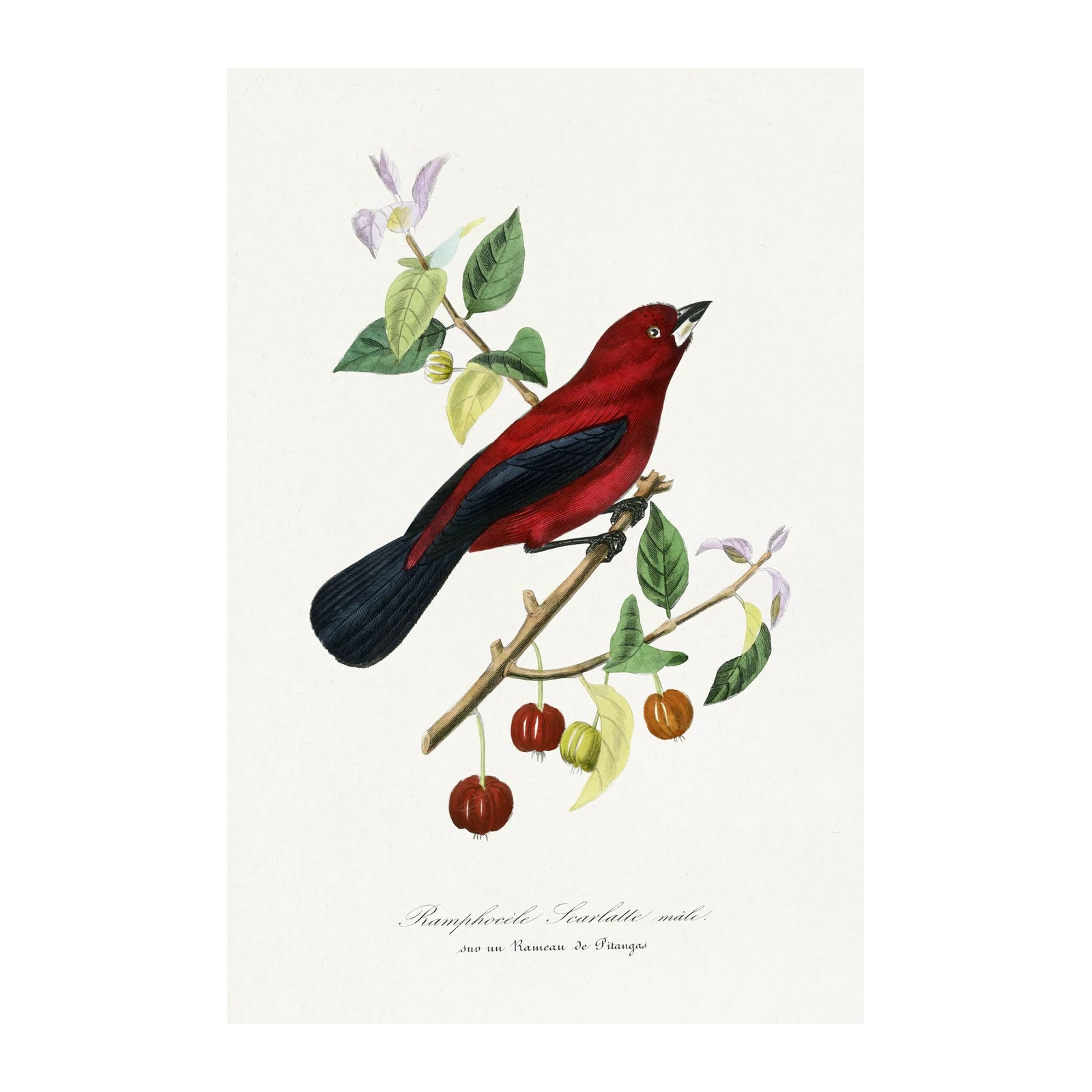 Scarlet Tanager Bird Vintage Botanical Wall Art