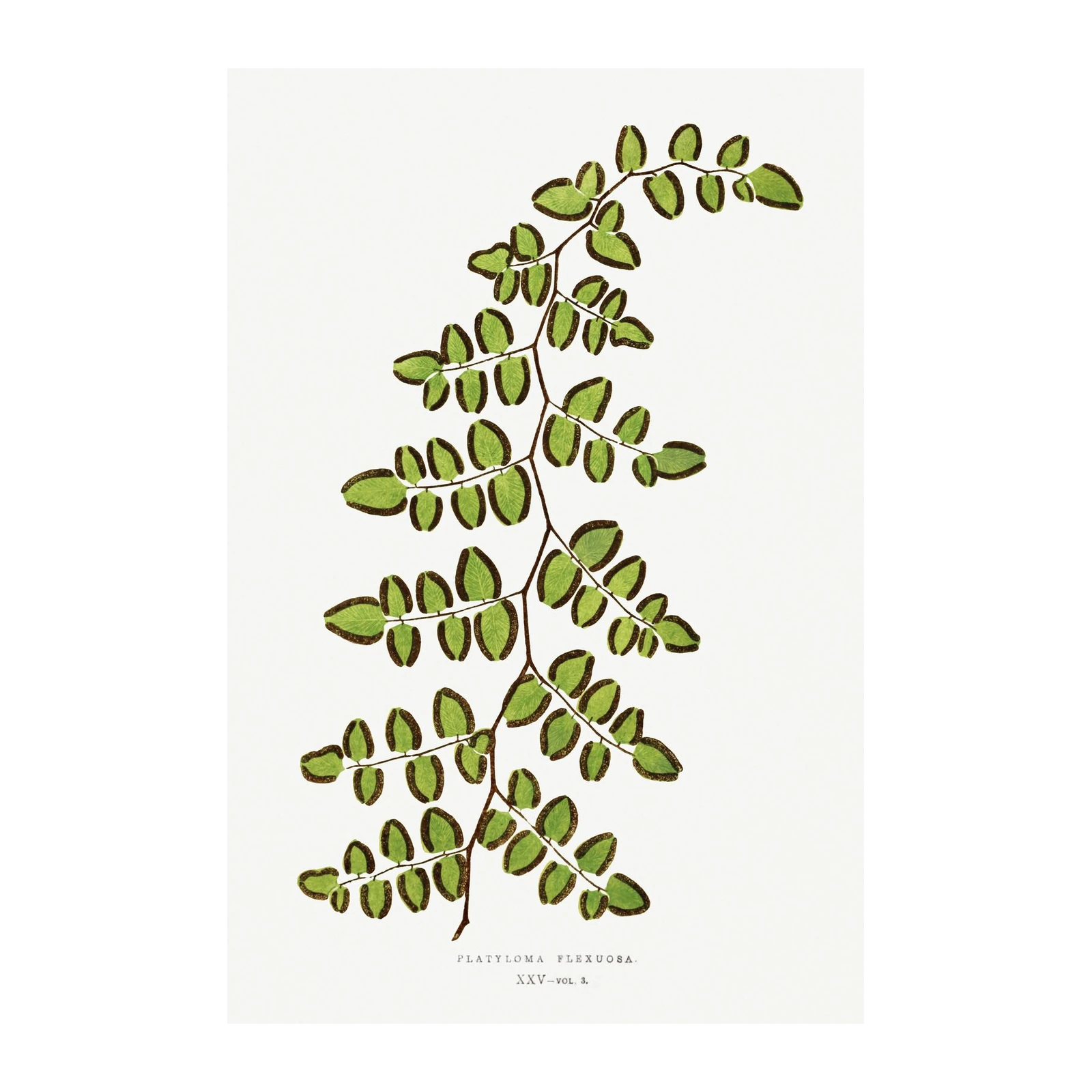 Platylo­ma Flexuosa Botanical Wall Art