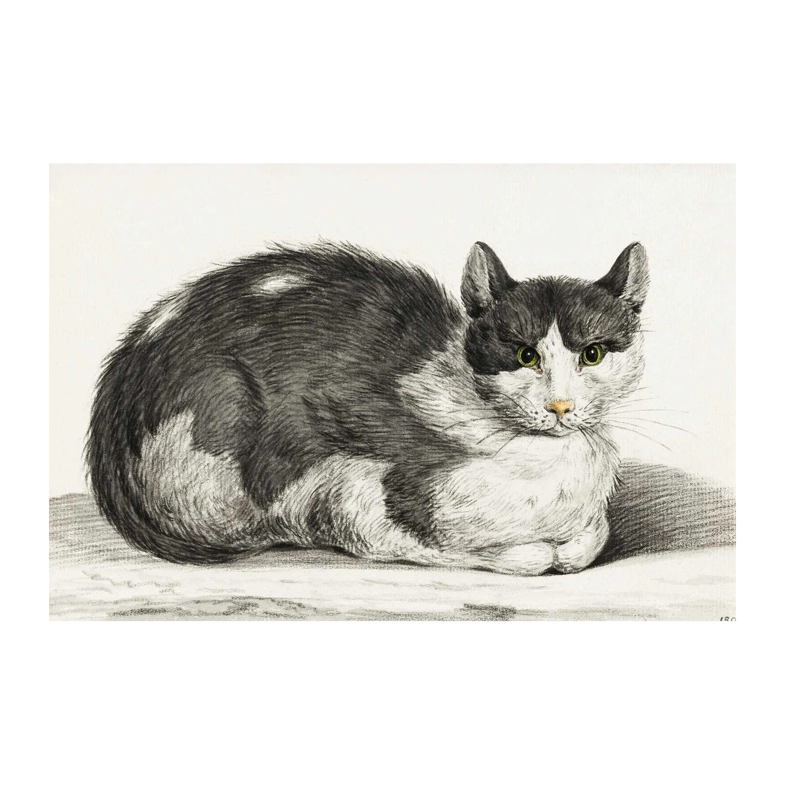 Elegant Black and White Cat Portrait Wall Art