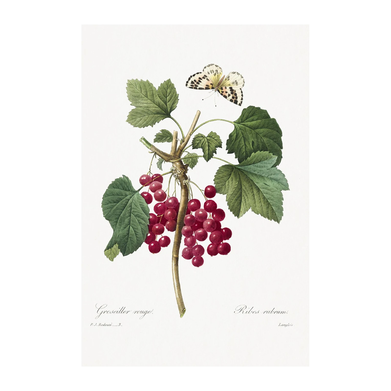 Vintage Red Currant & Butterfly Botanical Wall Art