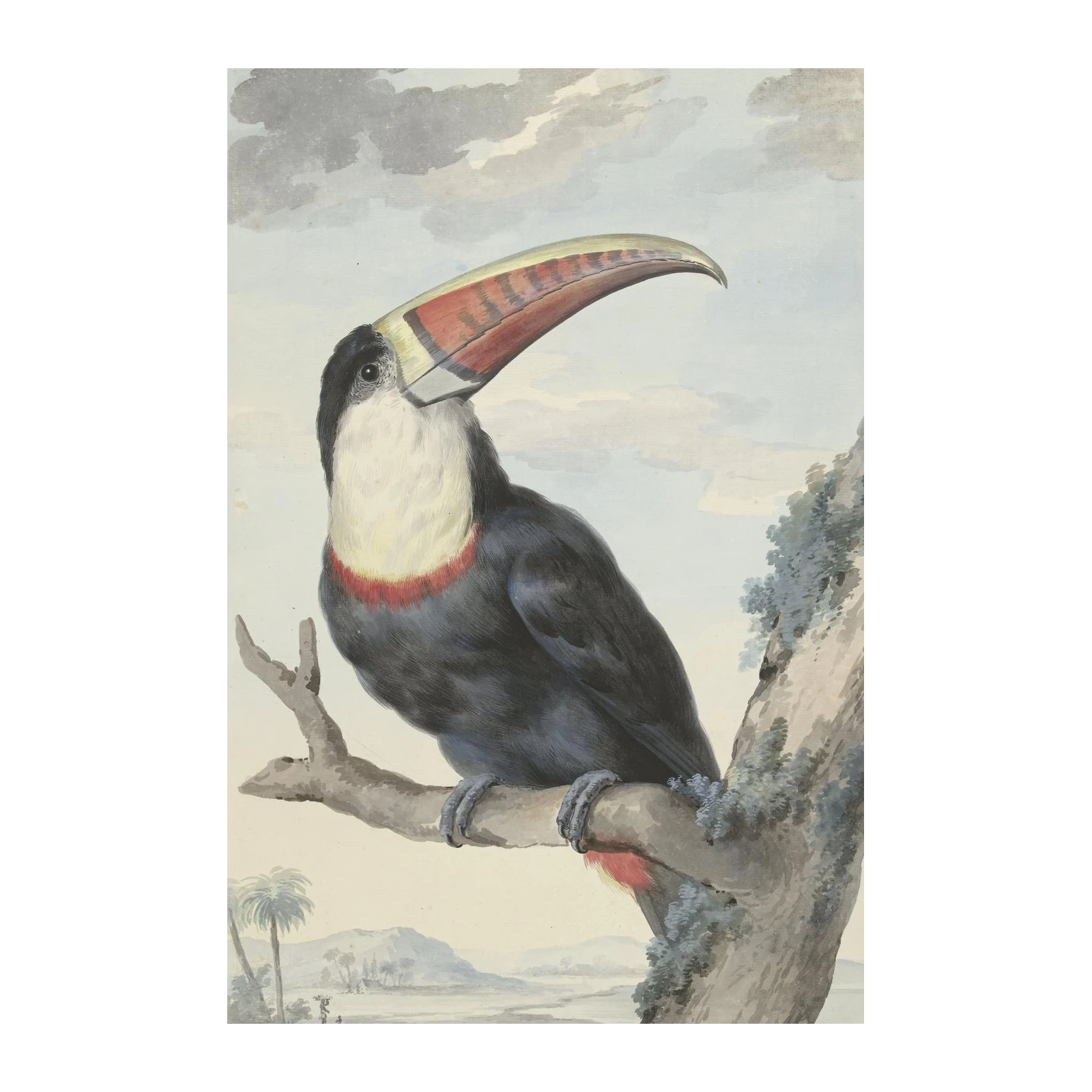 Vibrant Toucan Tropical Bird Art Wall Art