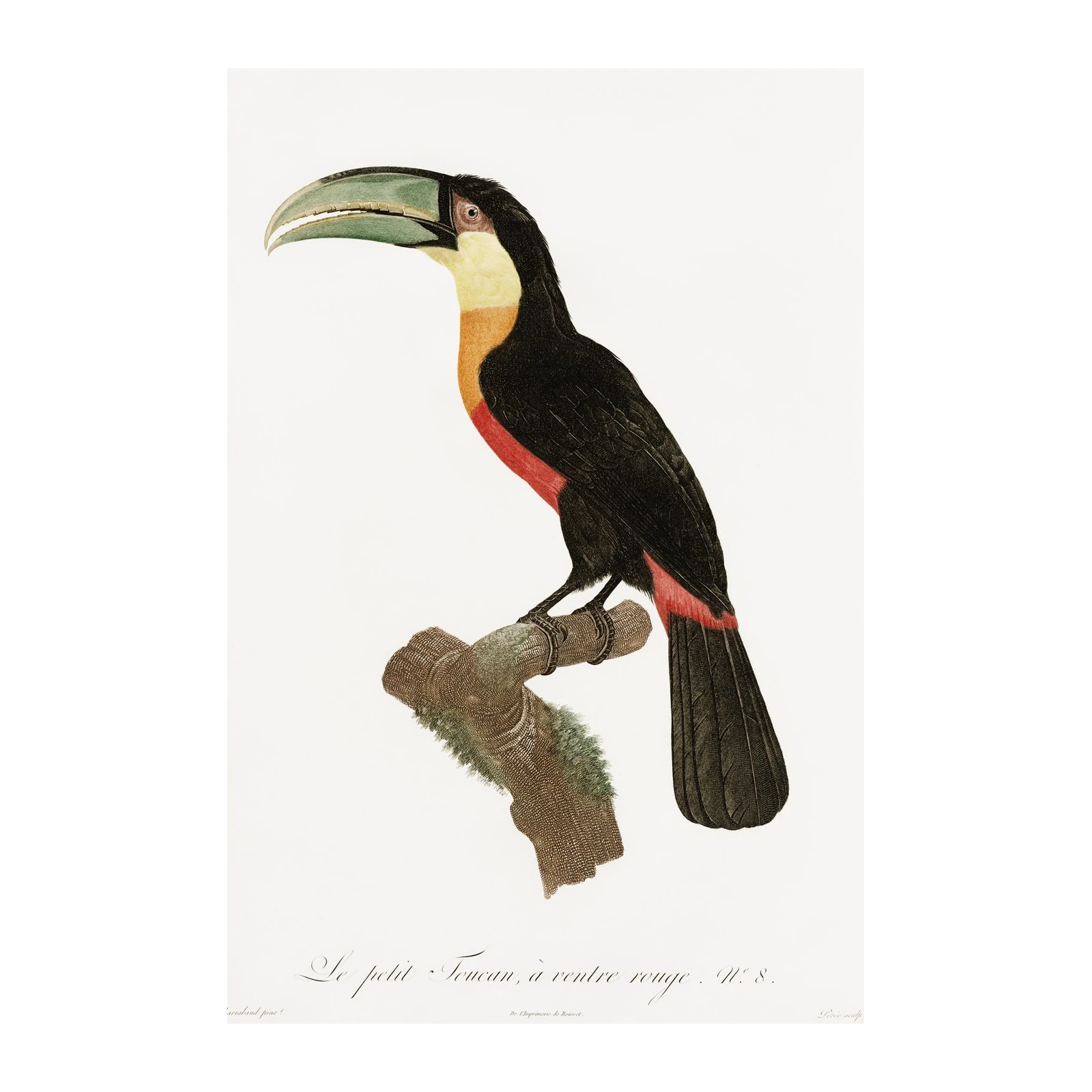 Vintage Toucan Art - Tropical Bird Wall Art