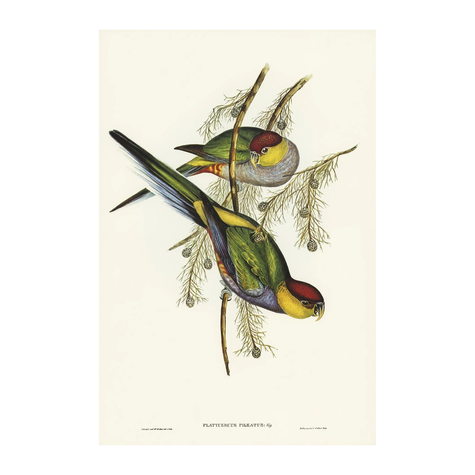 Plum-headed Parakeet Vintage Bird Art Wall Art