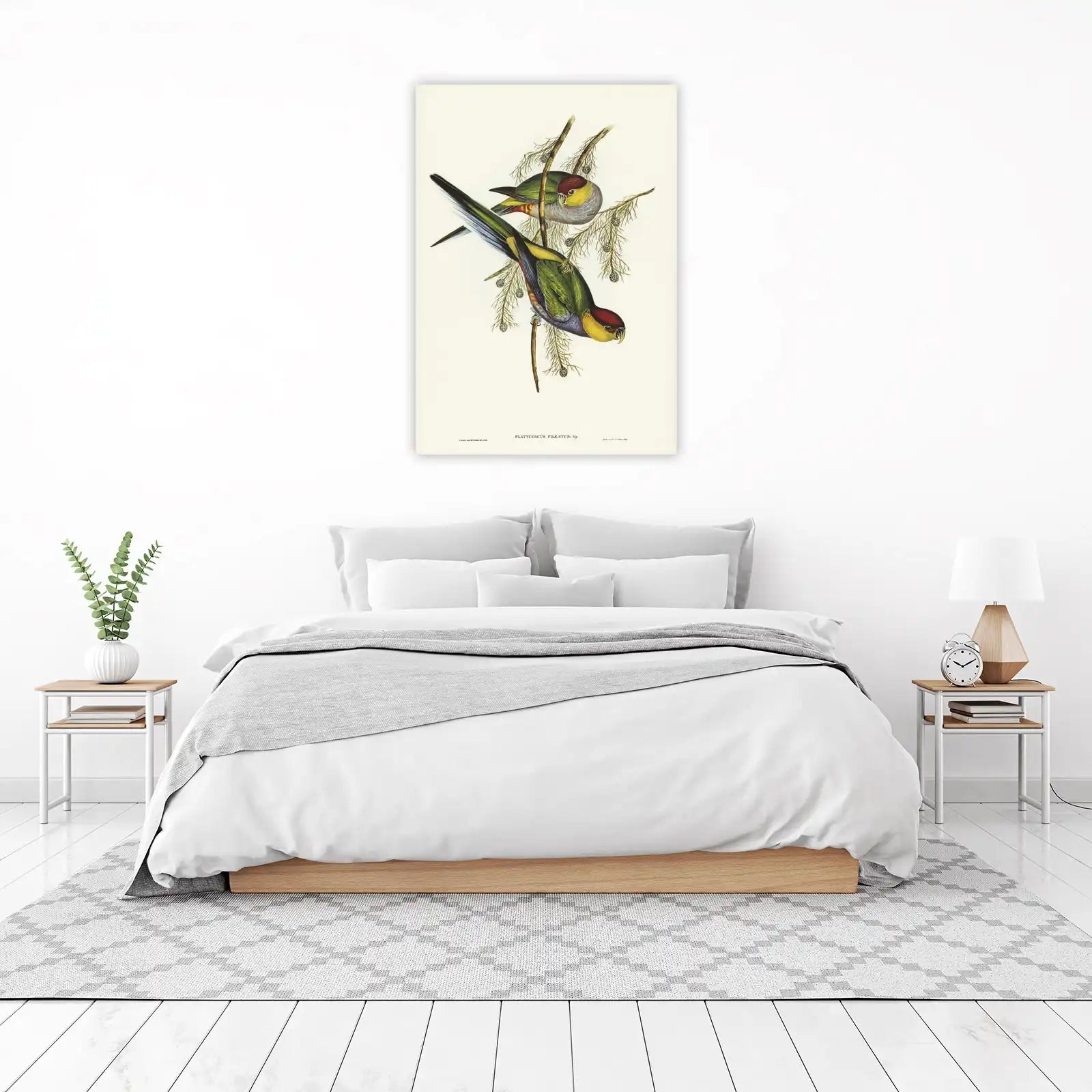 Plum-headed Parakeet Vintage Bird Art Wall Art