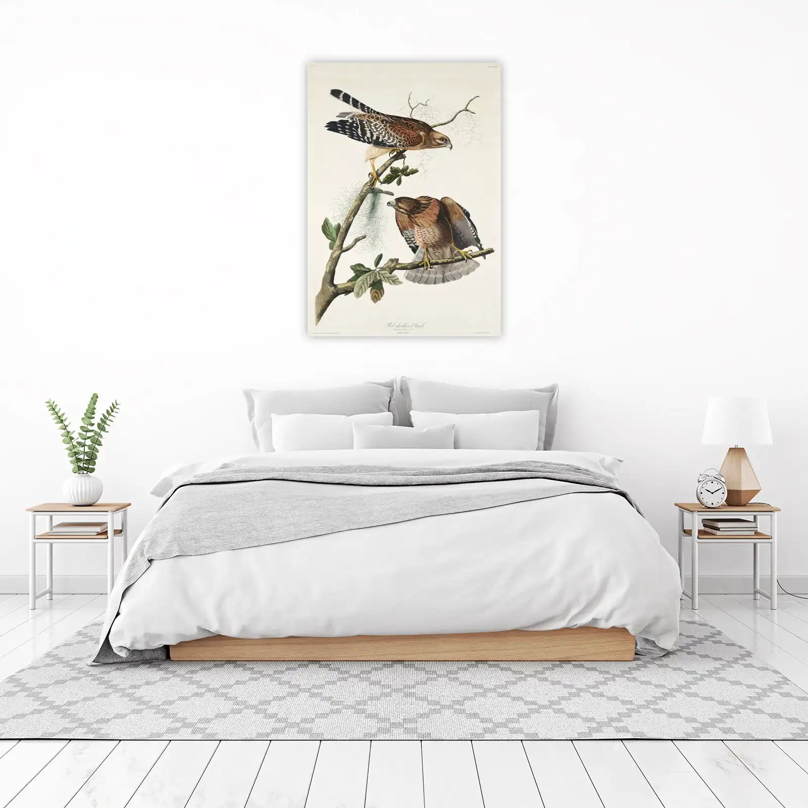 Red-shouldered Hawk Vintage Bird Art Wall Art