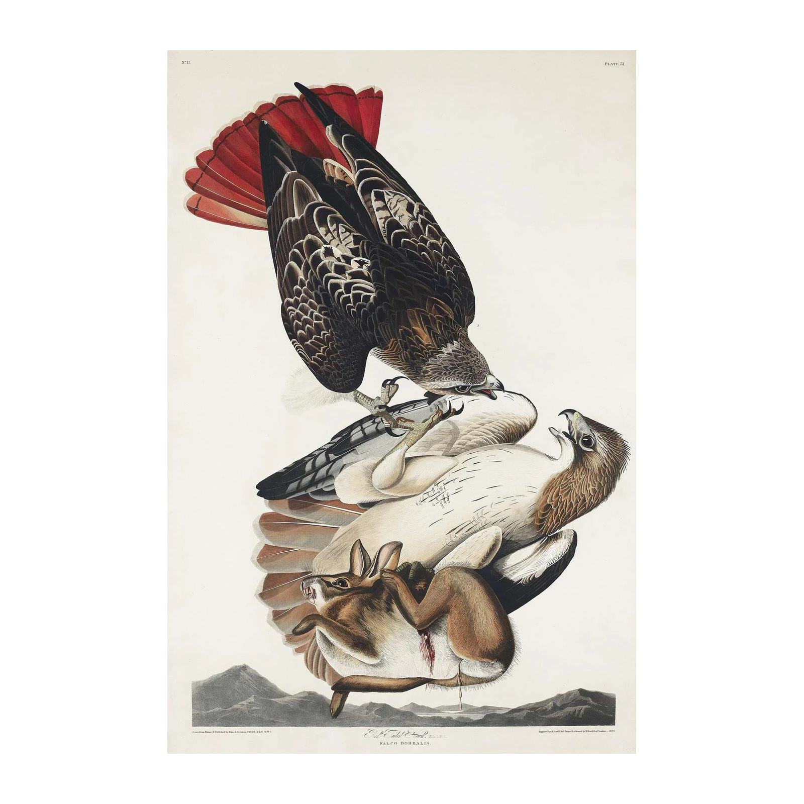 Red-Tailed Hawk and Rabbit Wildlife Wall Art