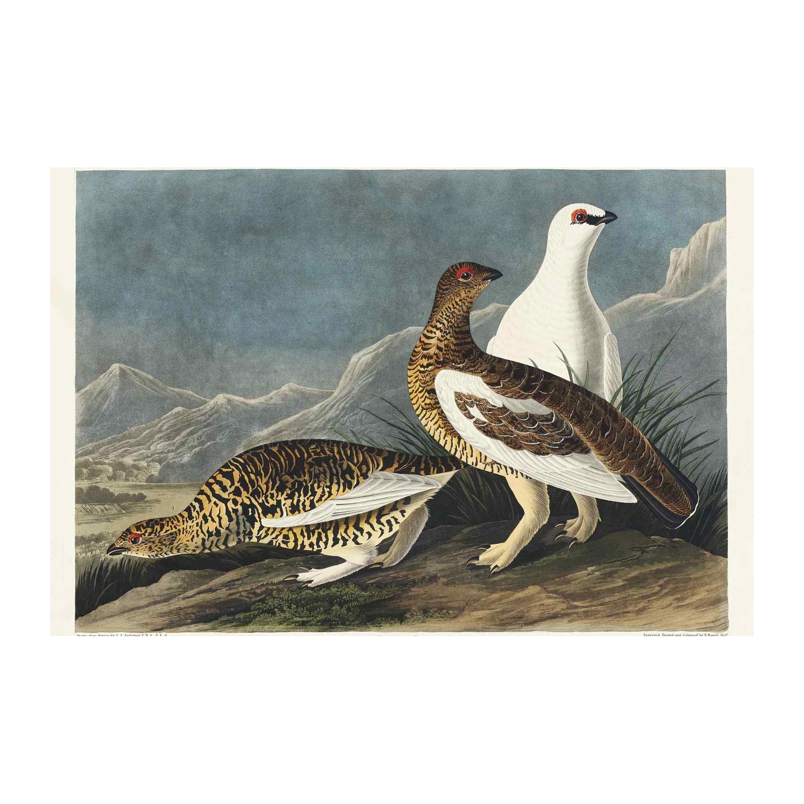 Rock Grouse Vintage Bird Art Wall Art