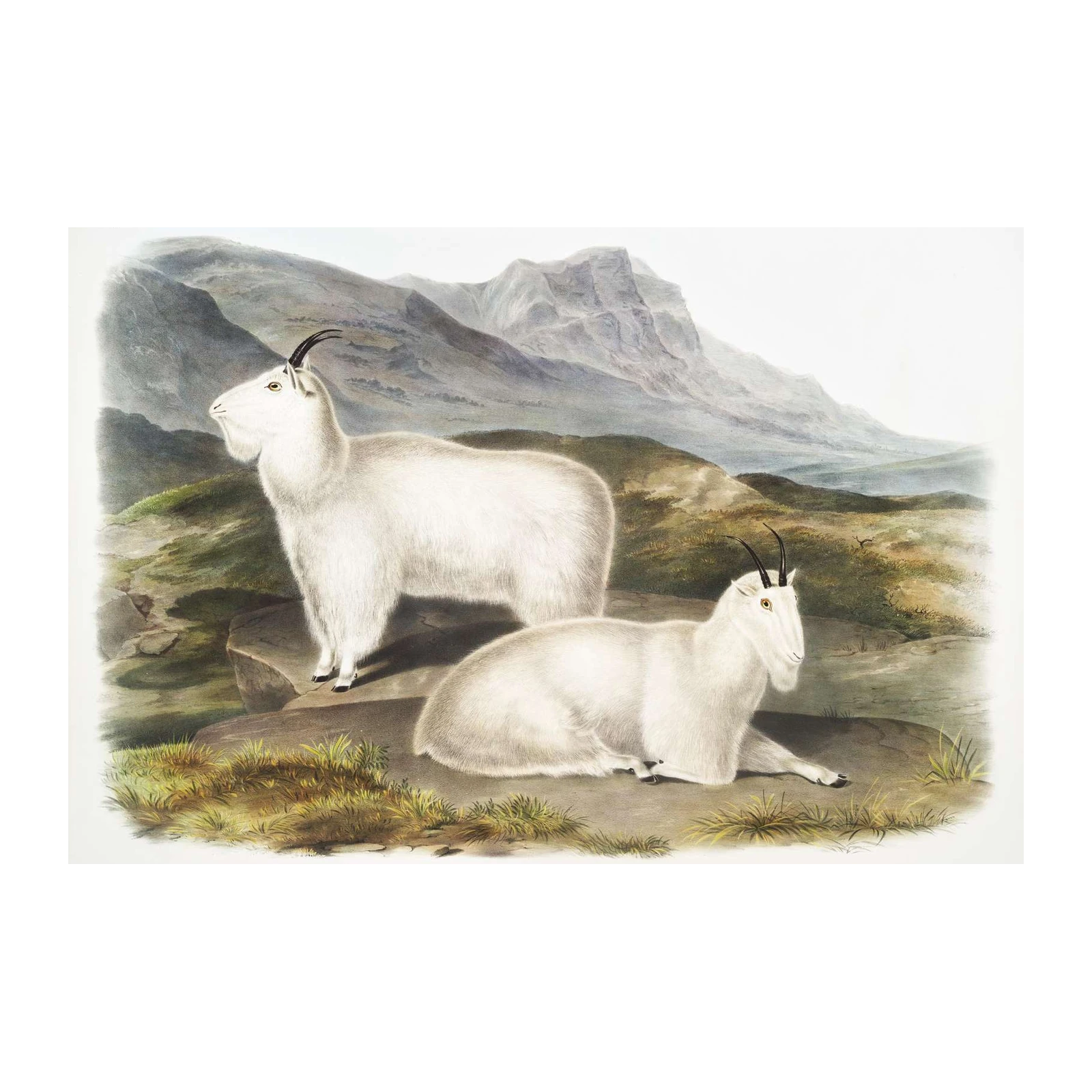 Vintage Rocky Mountain Goat Wall Art