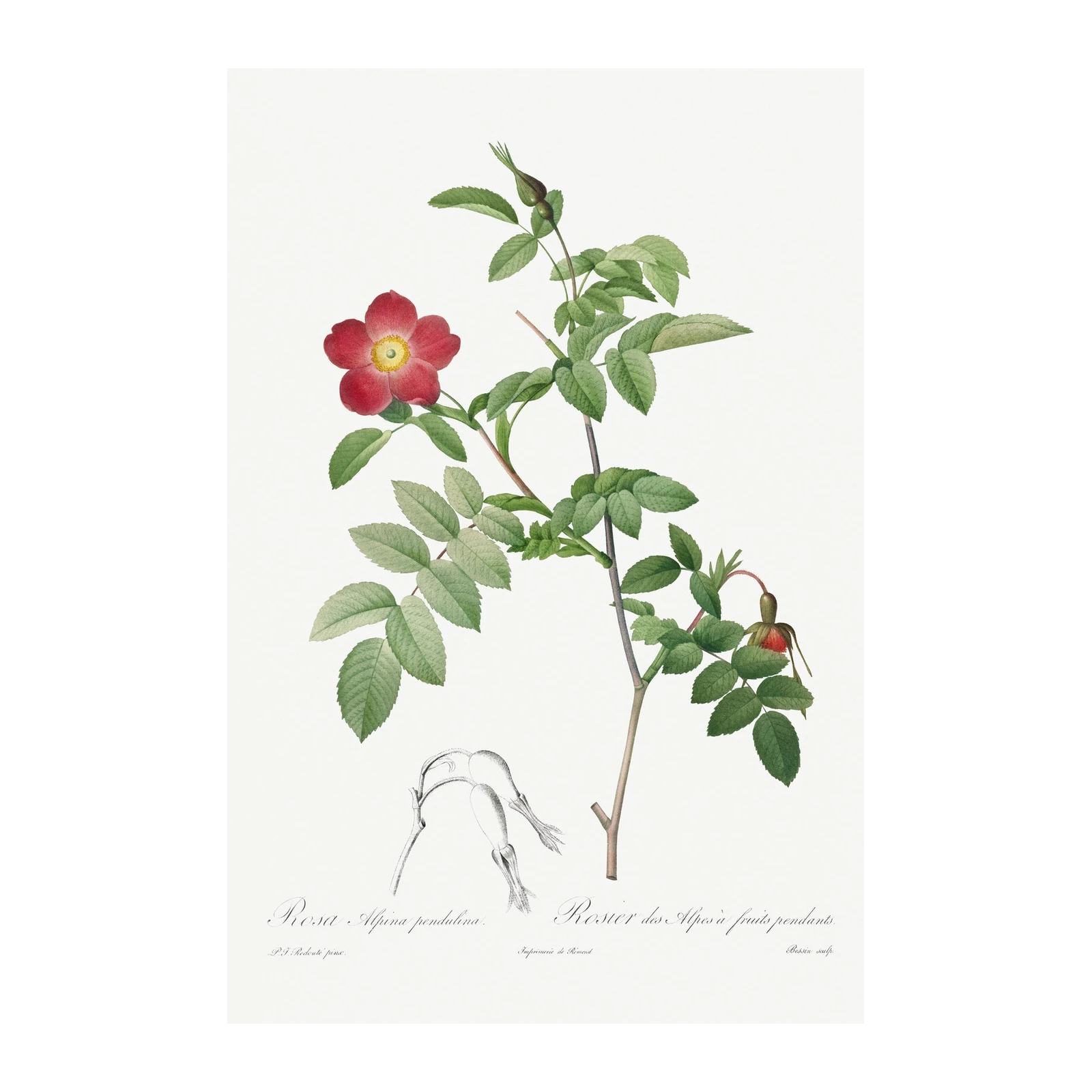 Vintage Alpine Rose Botanical Art Wall Art