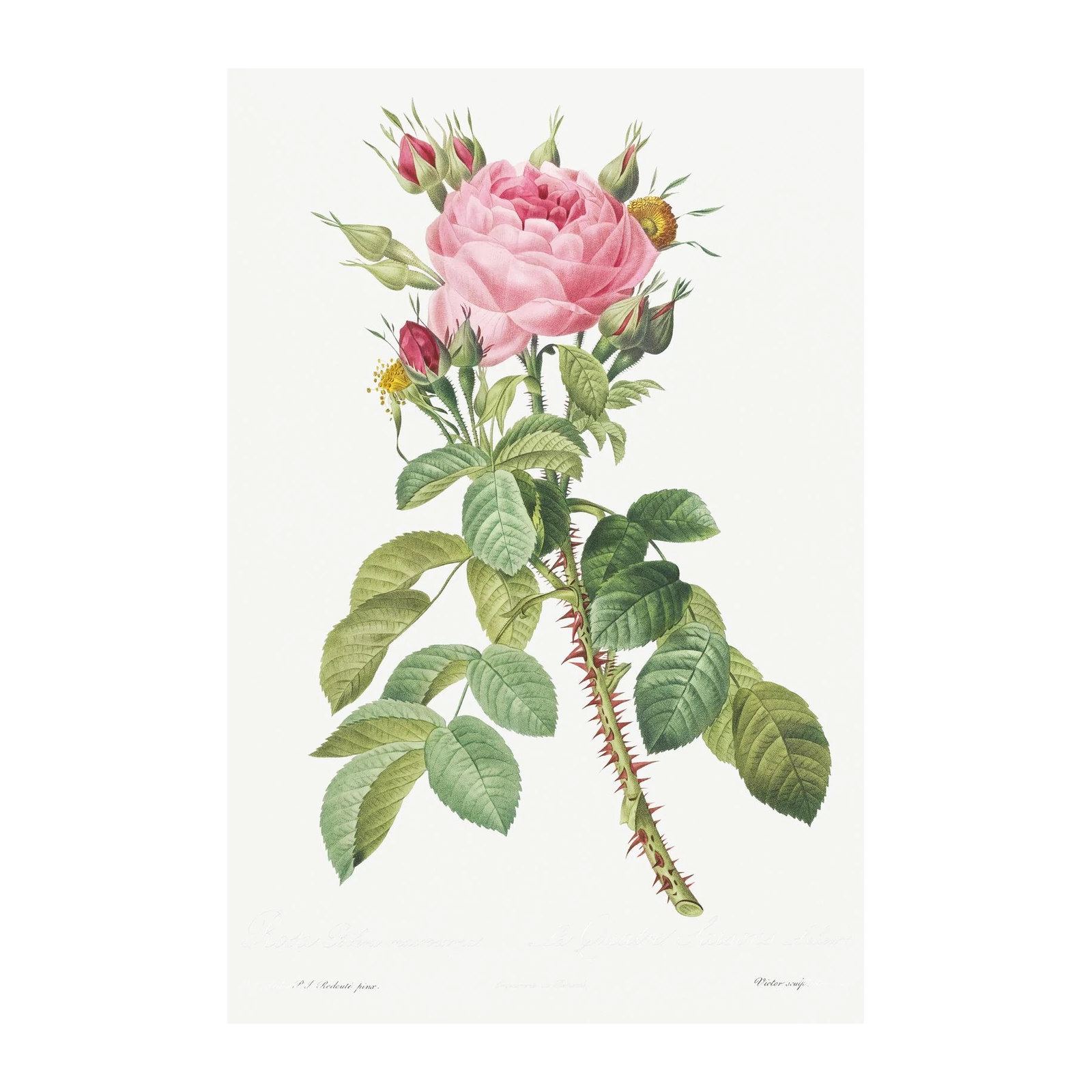 Vintage Pink Rose Botanical Art Wall Art