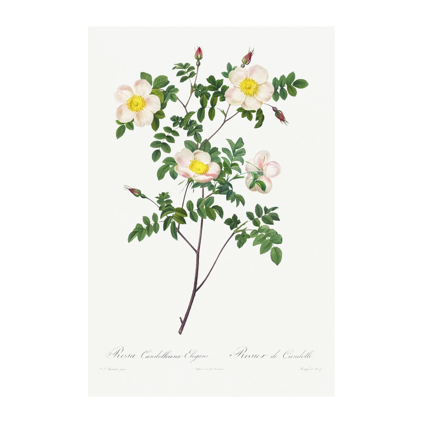 Elegant Pink Rose Botanical Wall Art Wall Art