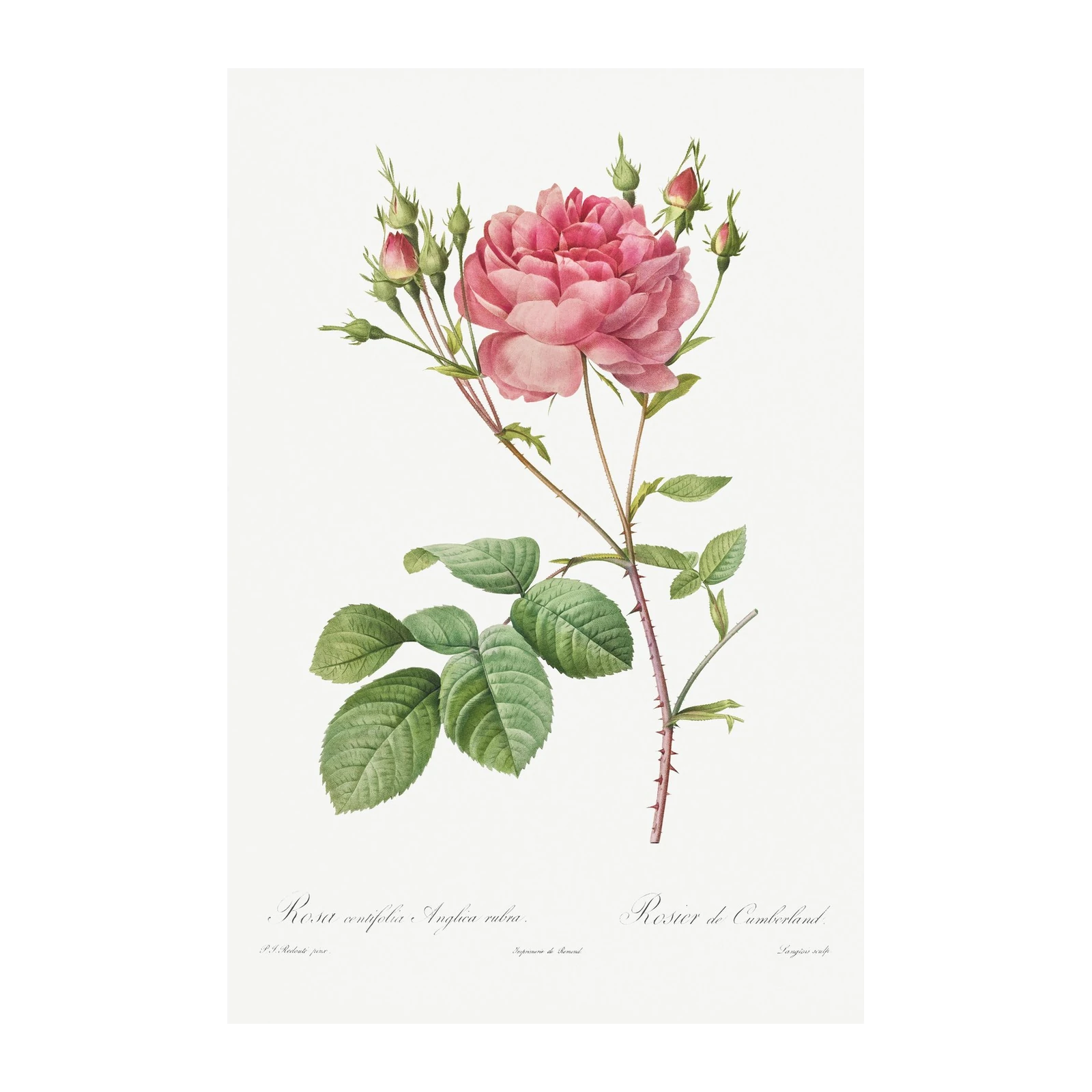 Vintage Pink Rose Botanical Art Wall Art