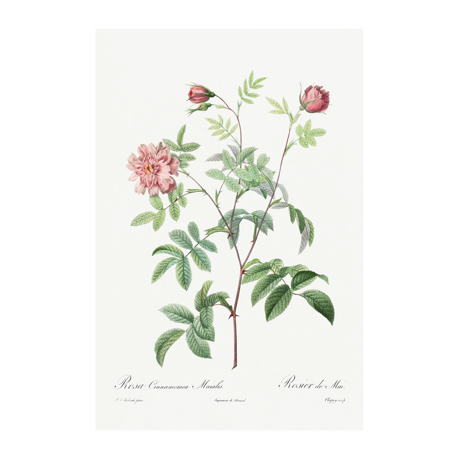 Vintage Pink Rose Botanical Art Wall Art