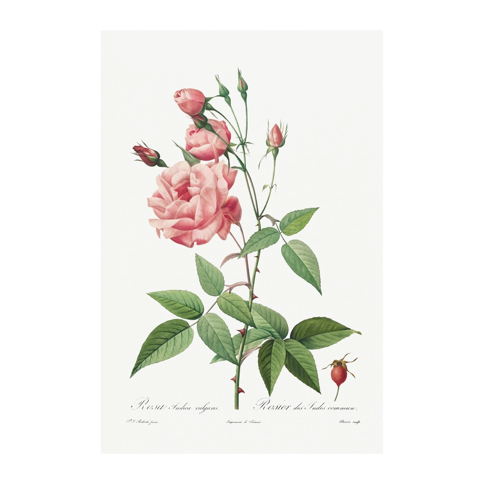 Elegant Pink Rose Botanical Art Wall Art
