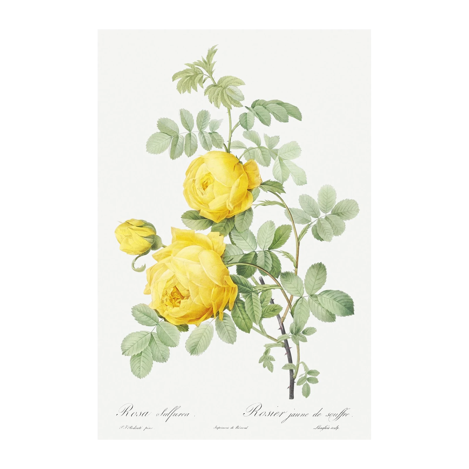 Vintage Yellow Rose Botanical Art Wall Art