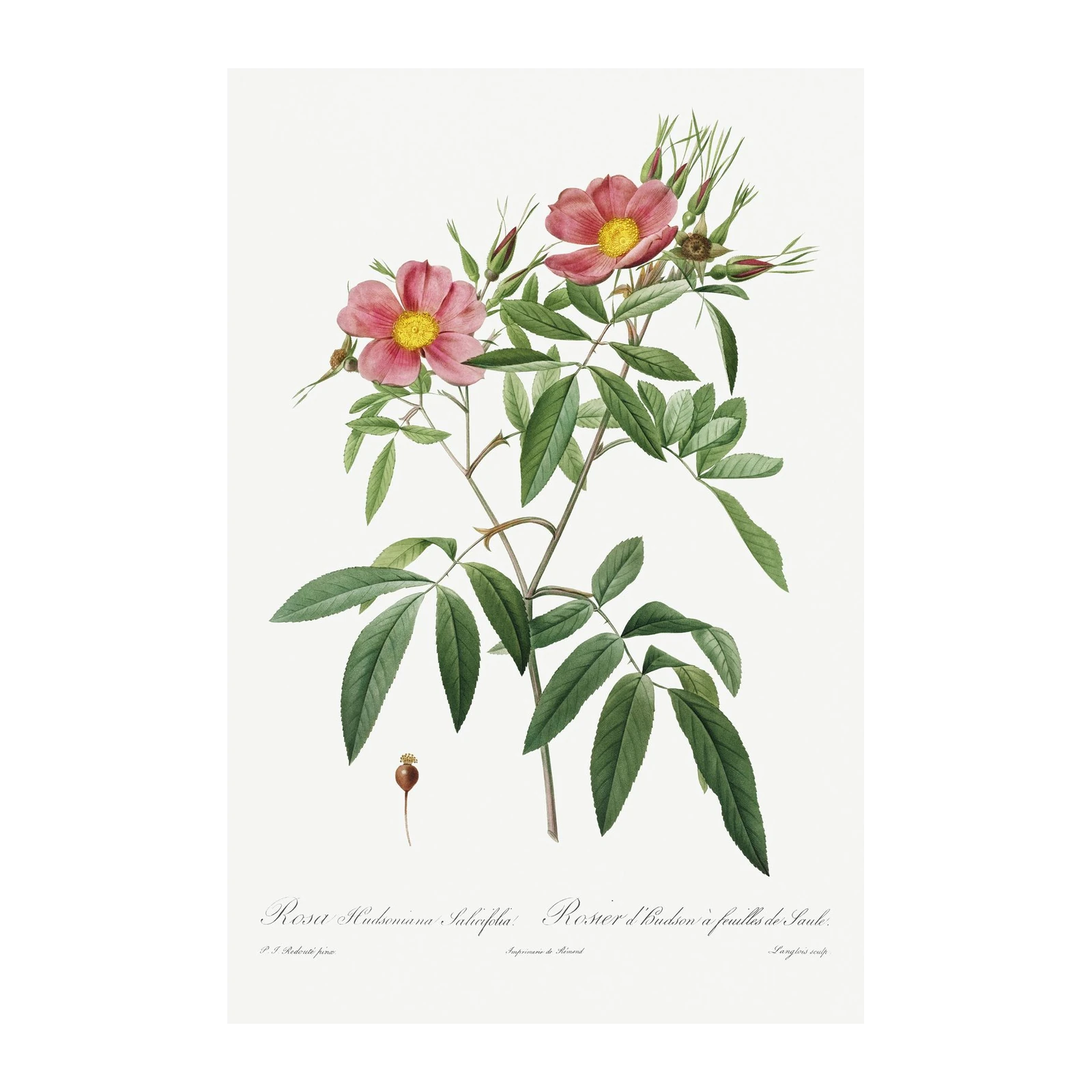 Botanical Rose Floral Wall Art Wall Art