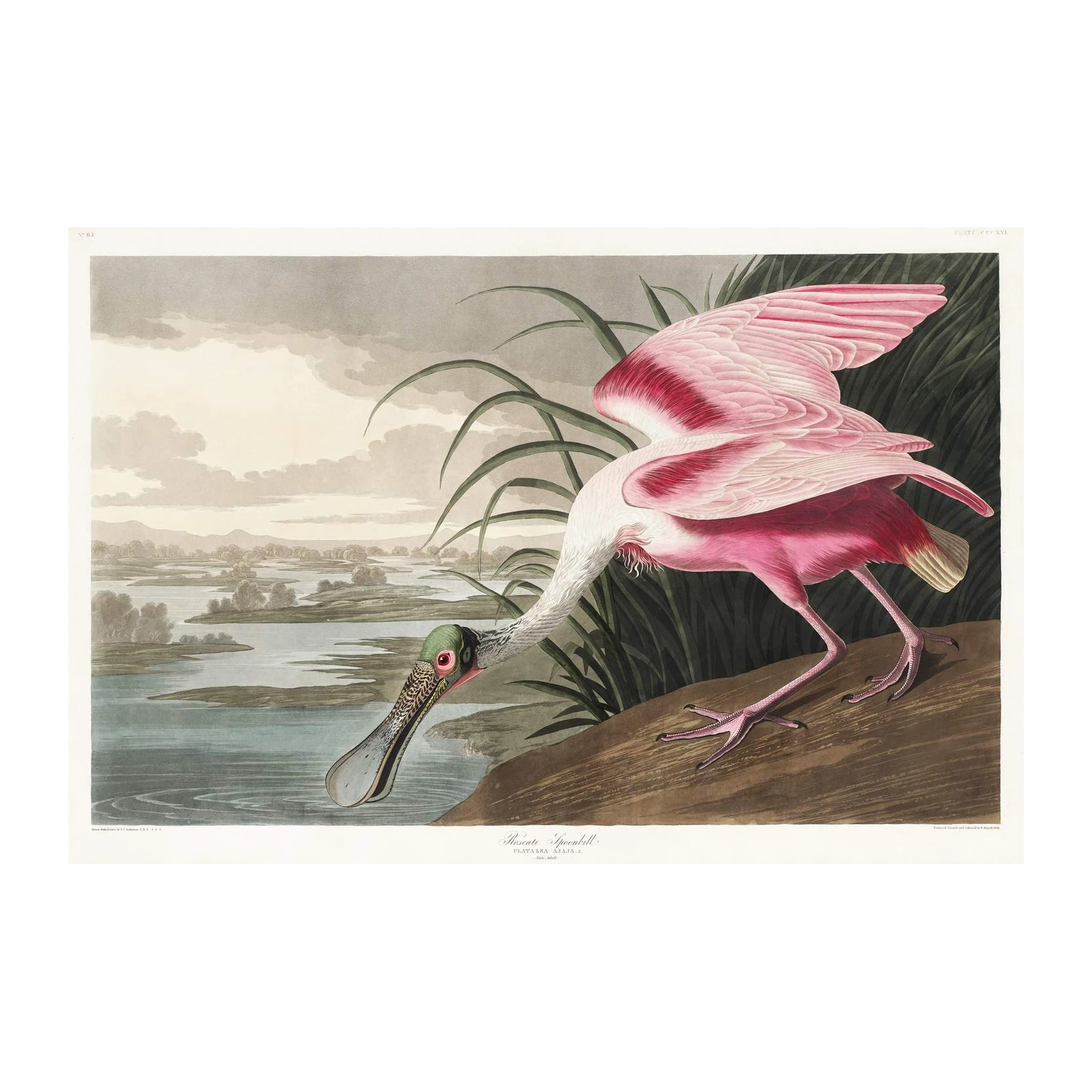 Pink Spoonbill Bird Nature Vintage Wall Art