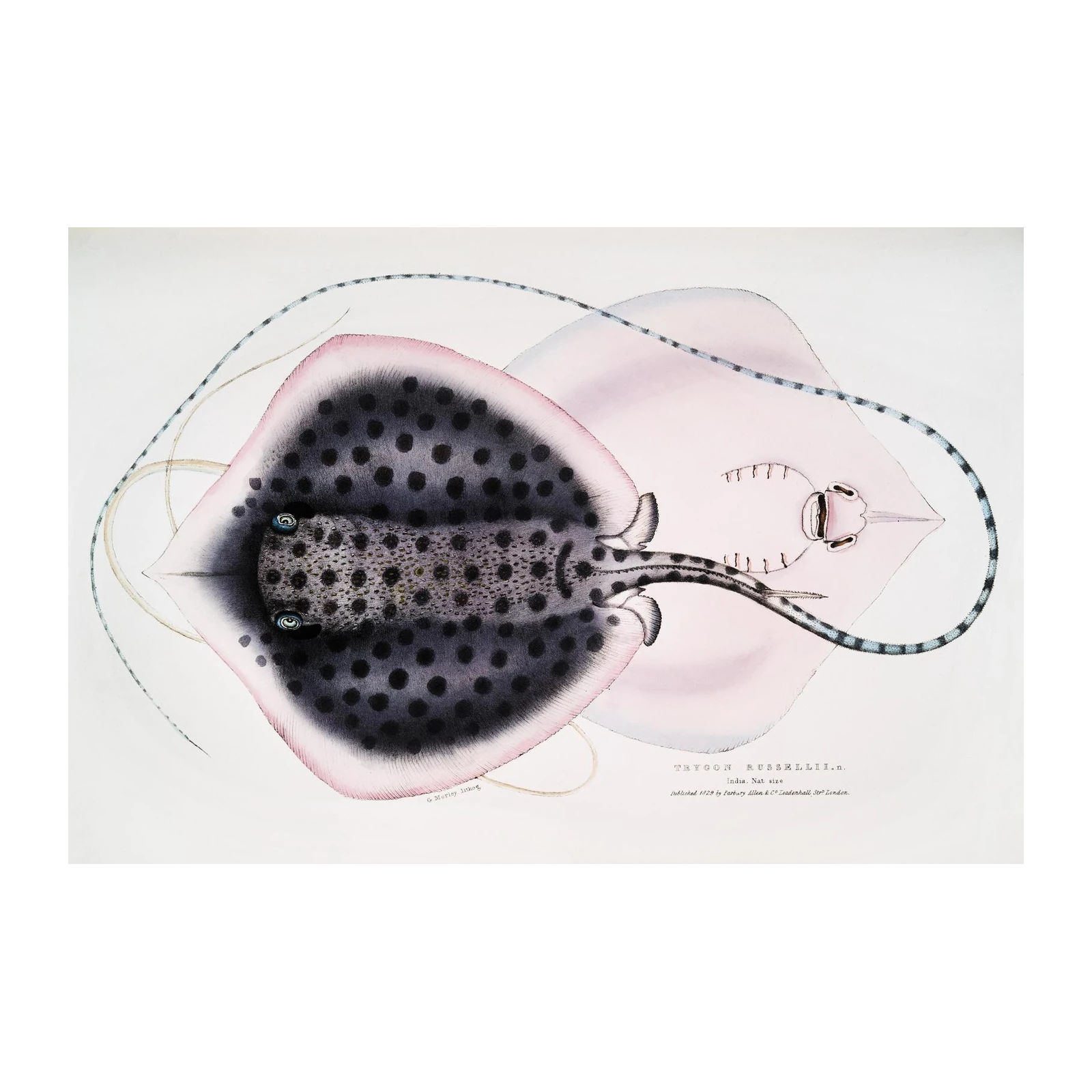 Vintage Spotted Stingray Zoological Art Wall Art