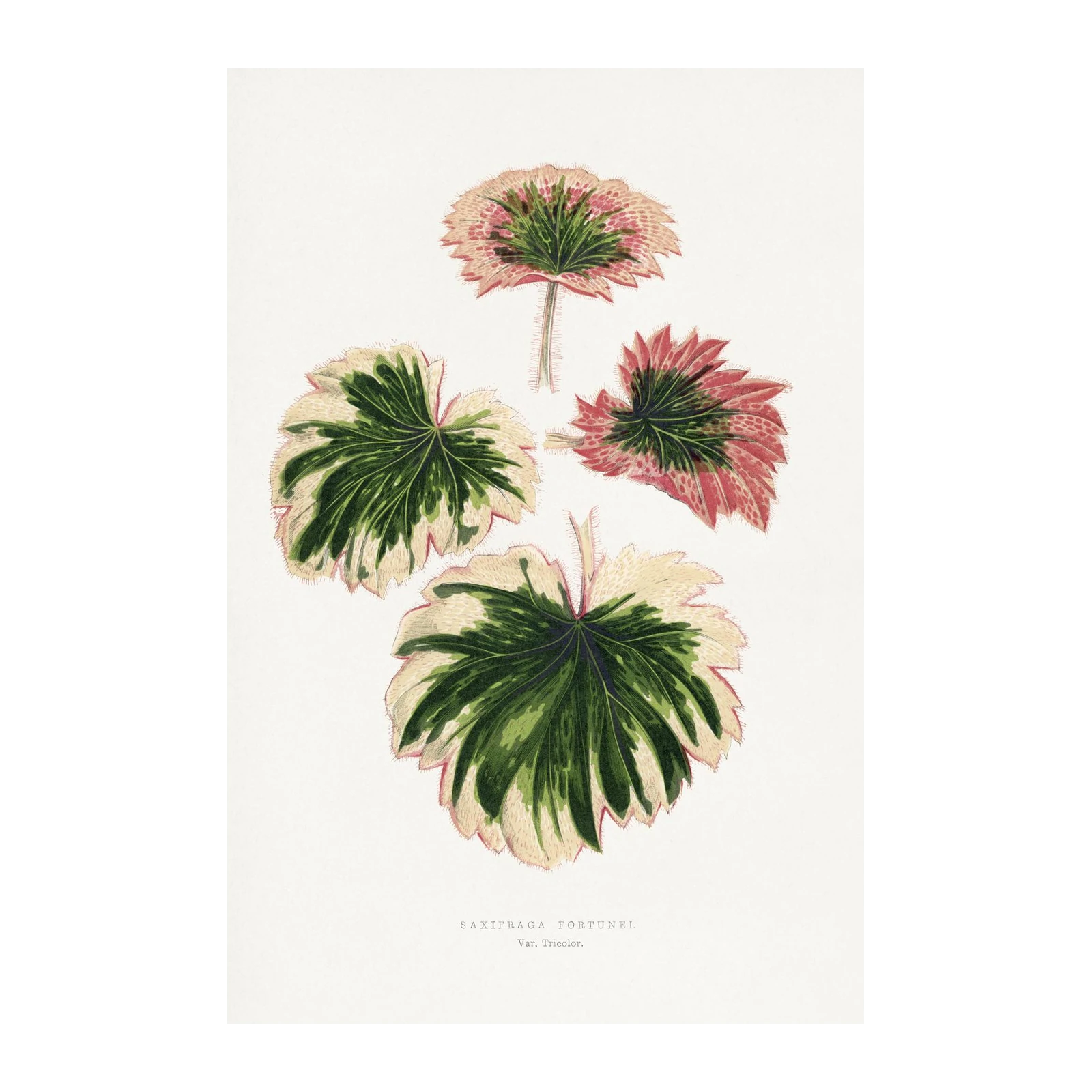 Botanical Saxifraga Fortunei Tricolor Wall Art
