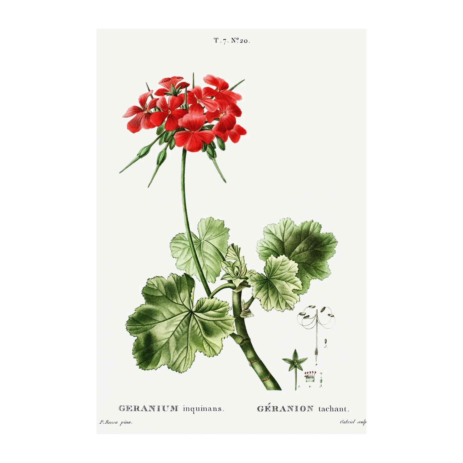 Red Geranium Botanical Vintage Wall Art