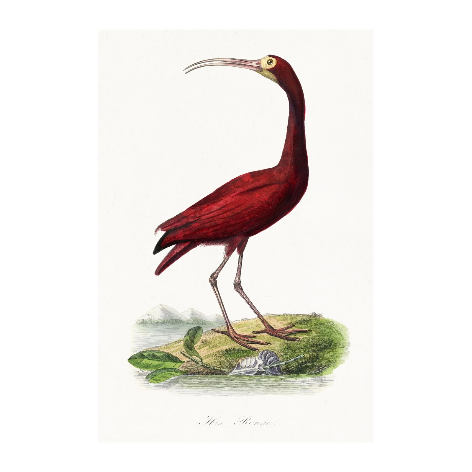 Elegant Red Ibis Vintage Bird Art Wall Art