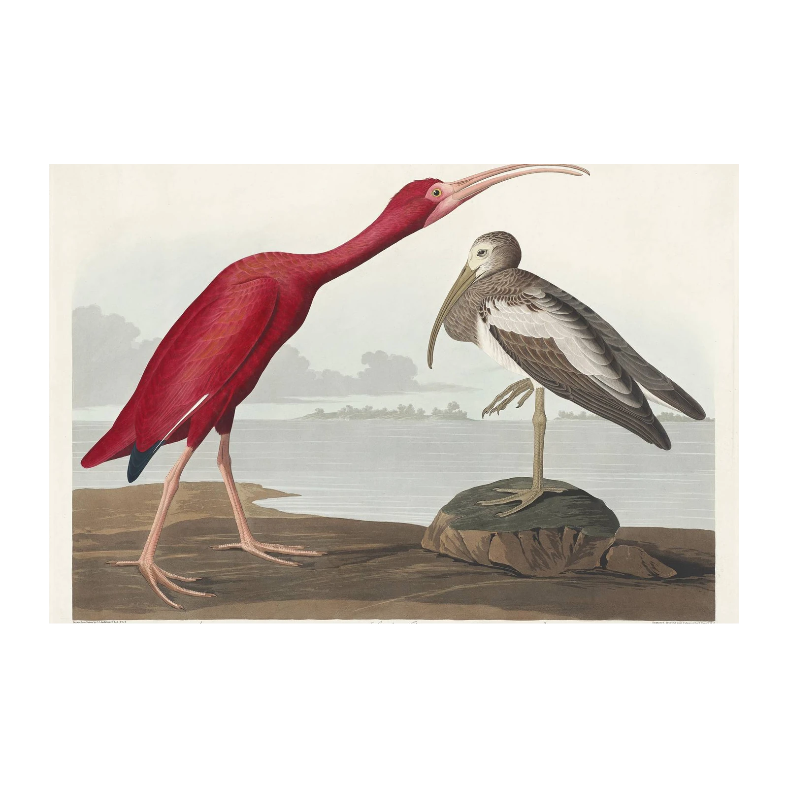 Scarlet Ibis & White Ibis Bird Art Wall Art